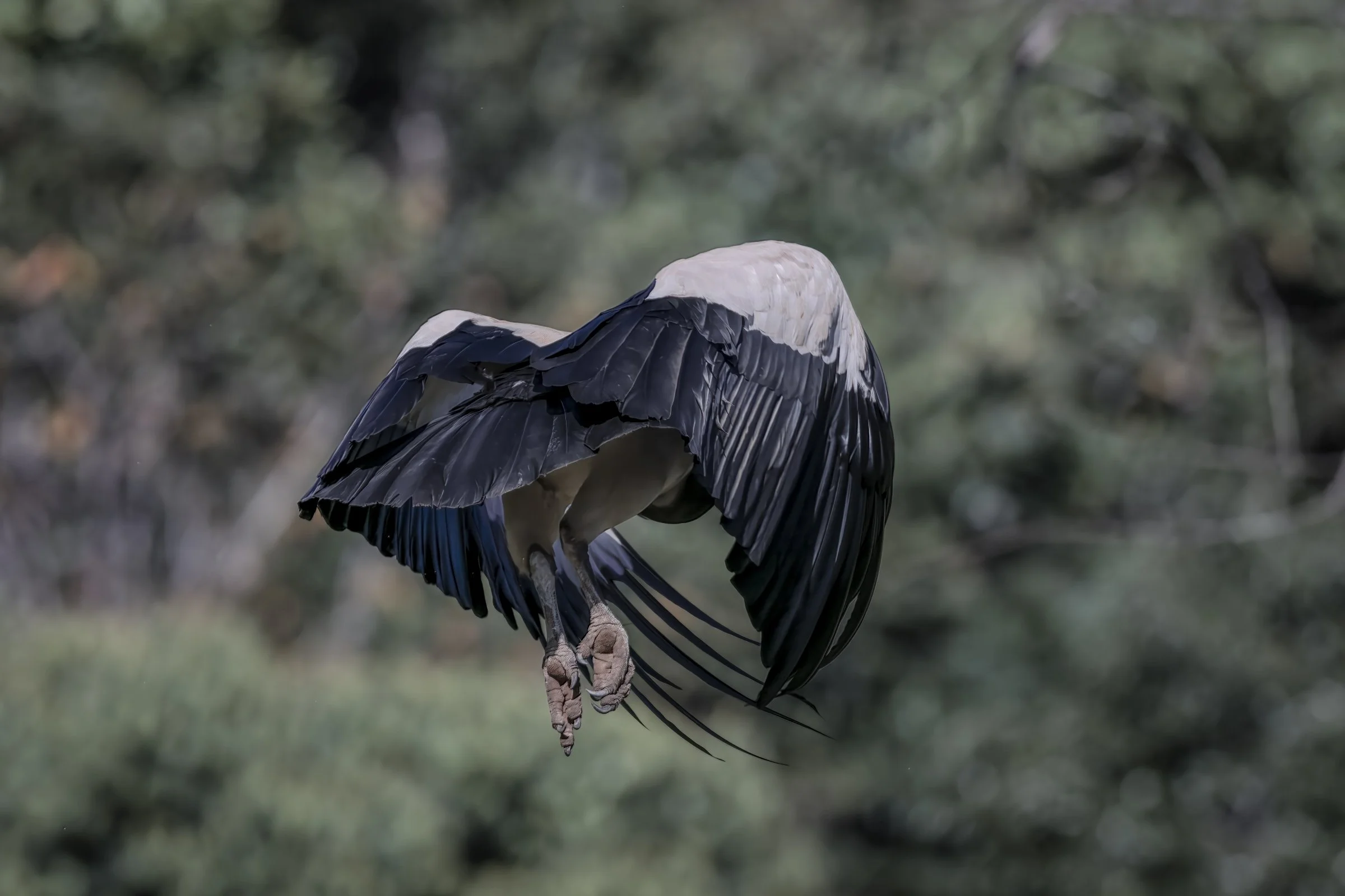 King Vulture