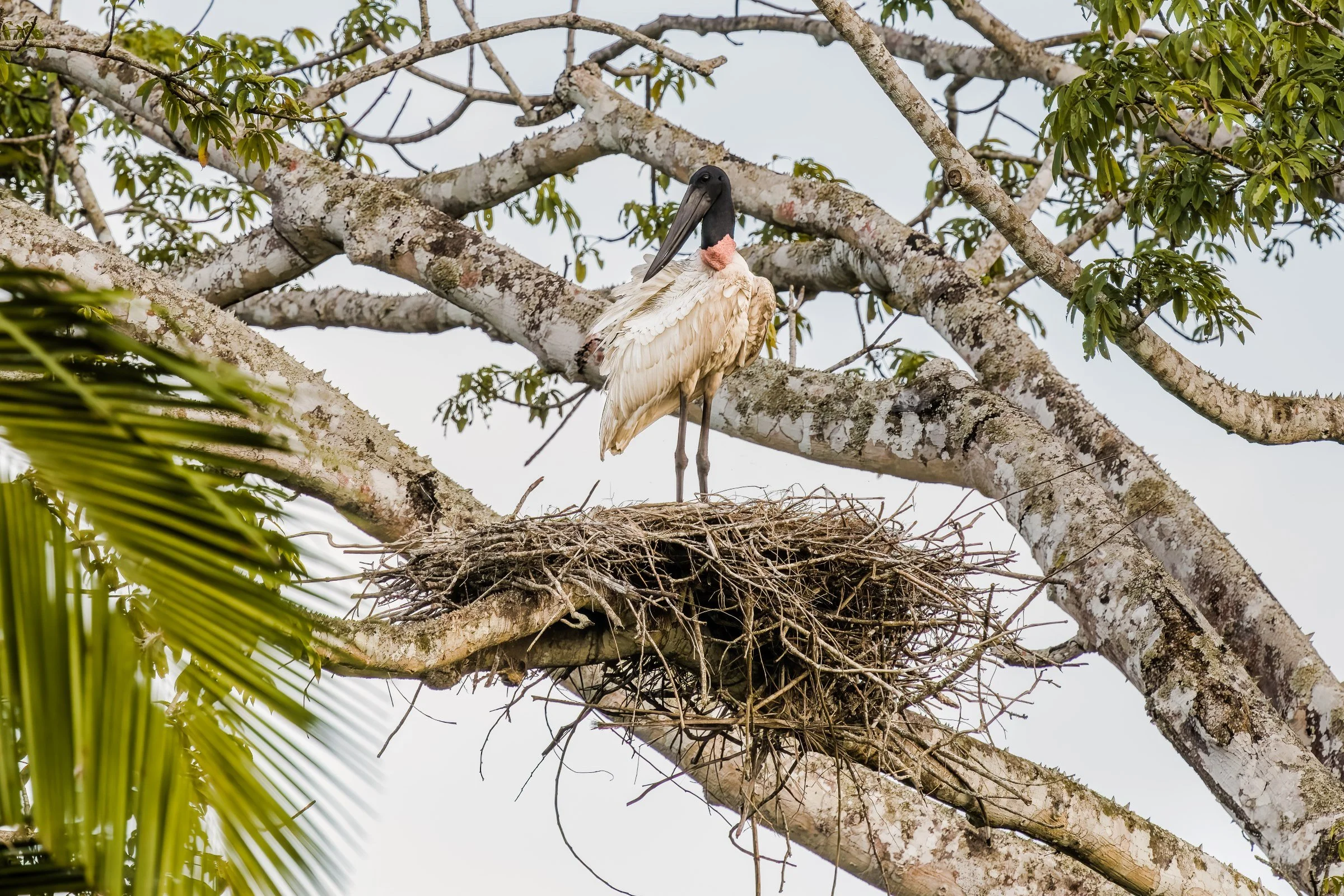 Jabiru