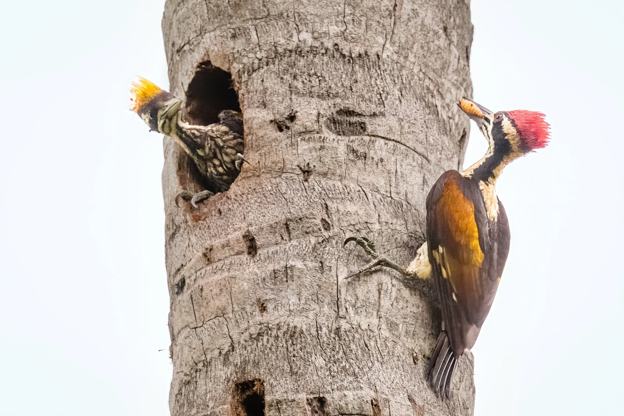 White Napped Woodpecker