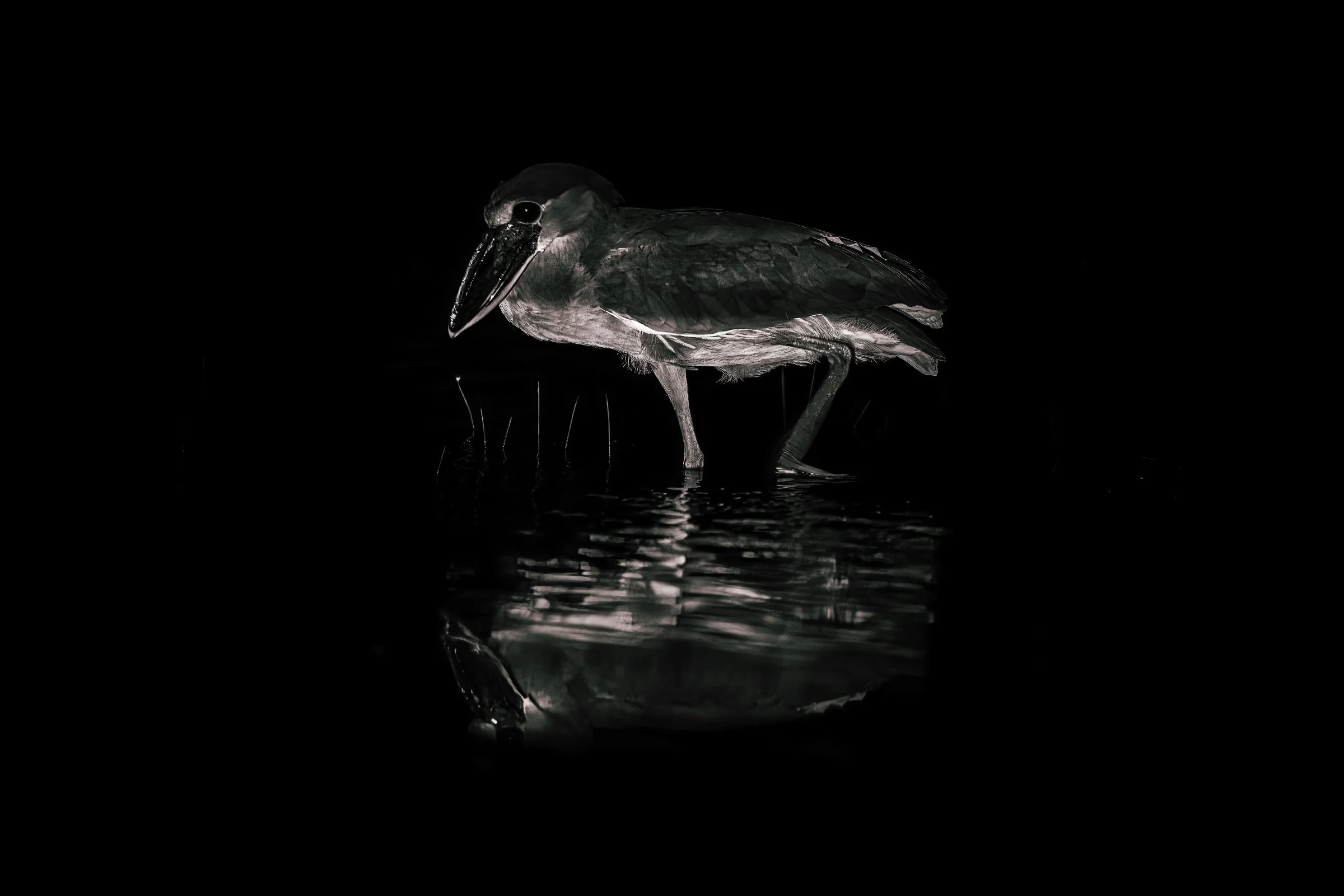 Boat-billed Heron