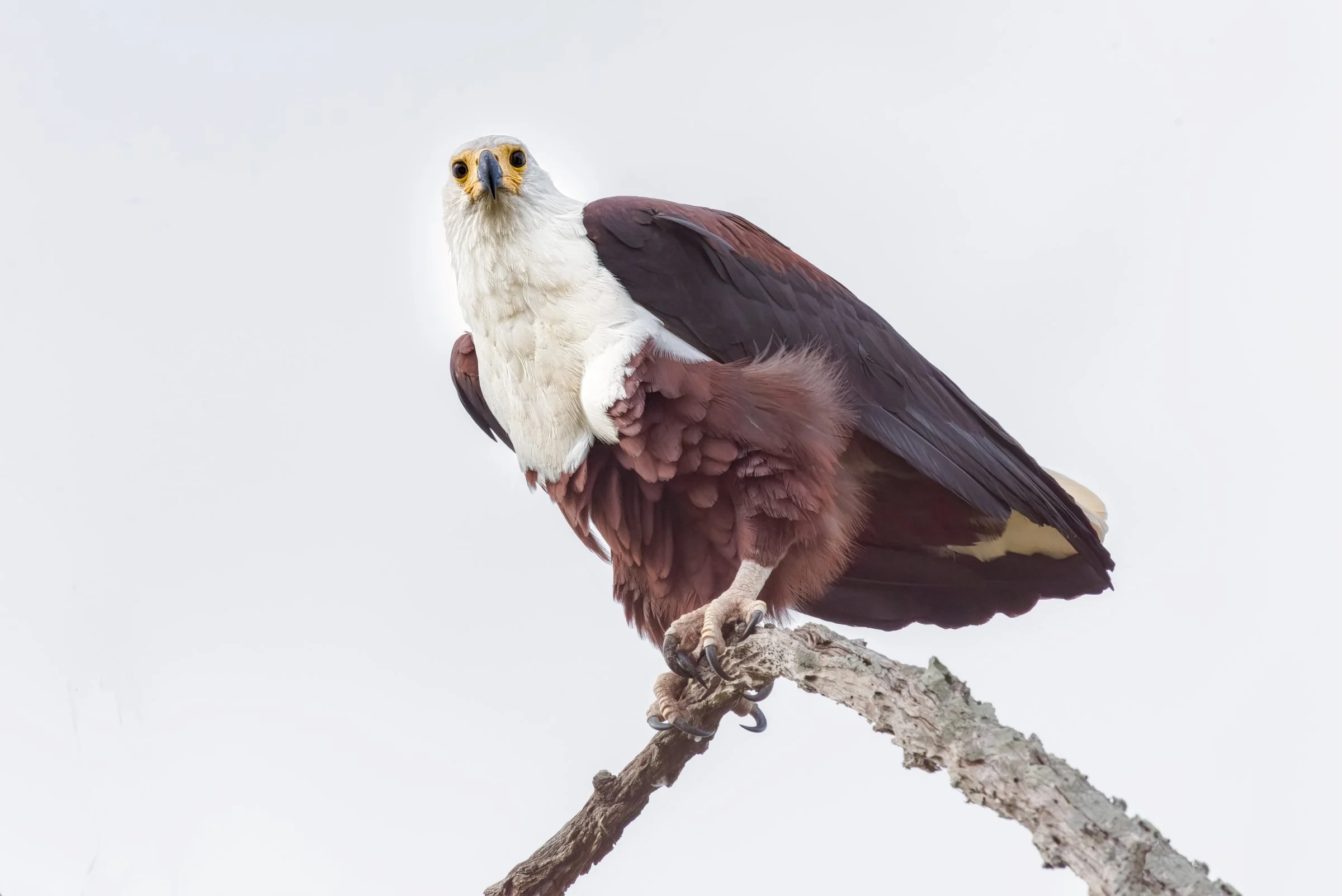 African Fish Eagle