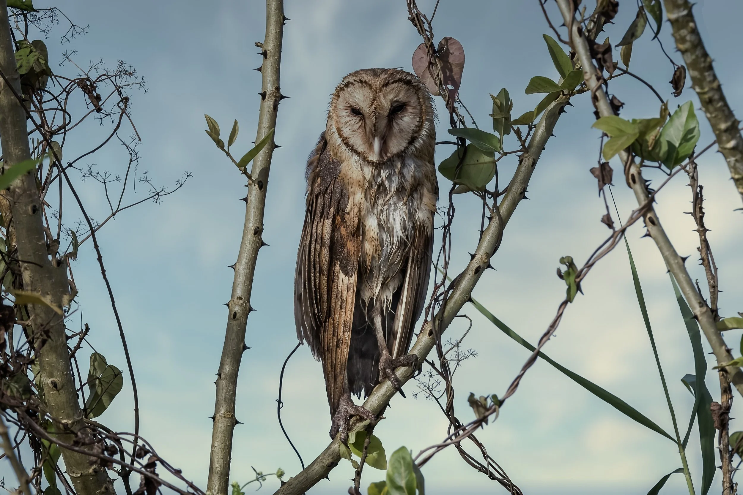 Barn Owl