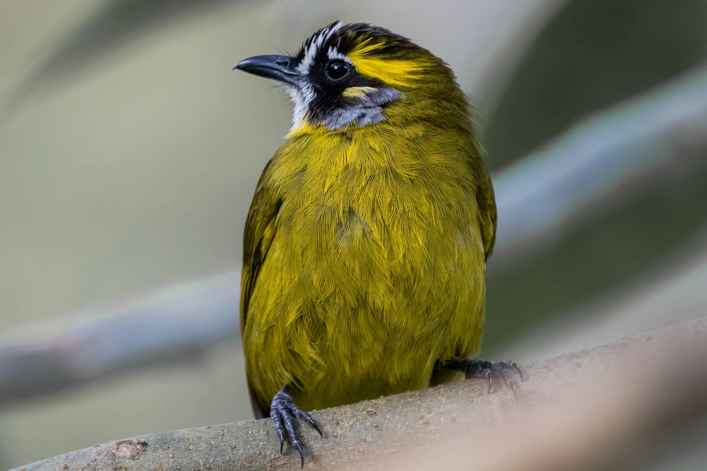 Yellow Eared Bulbul