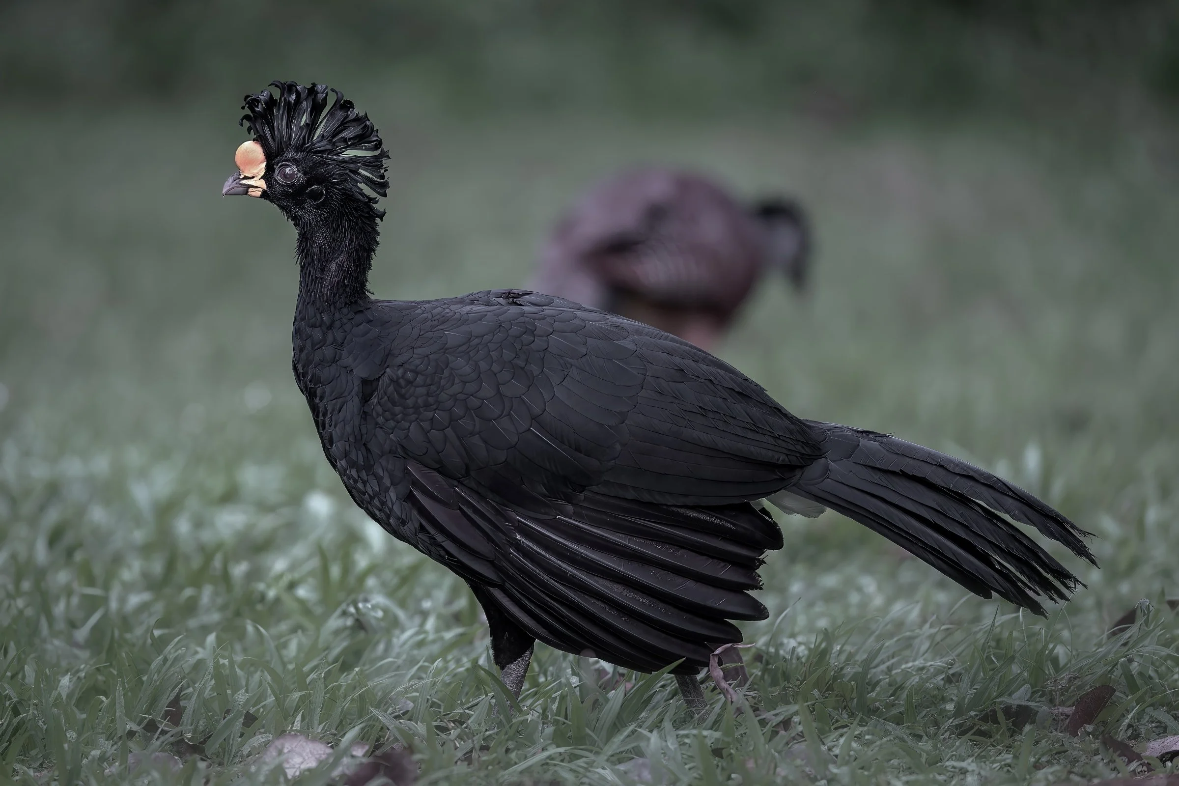 Great Curassow - Male