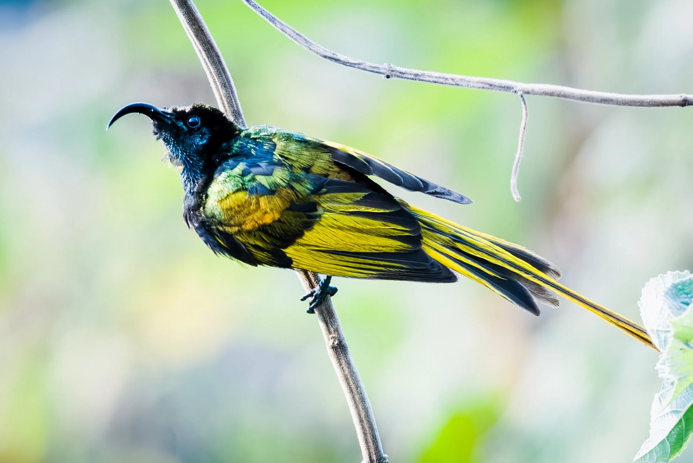 Variable Sunbird  8/5/2016