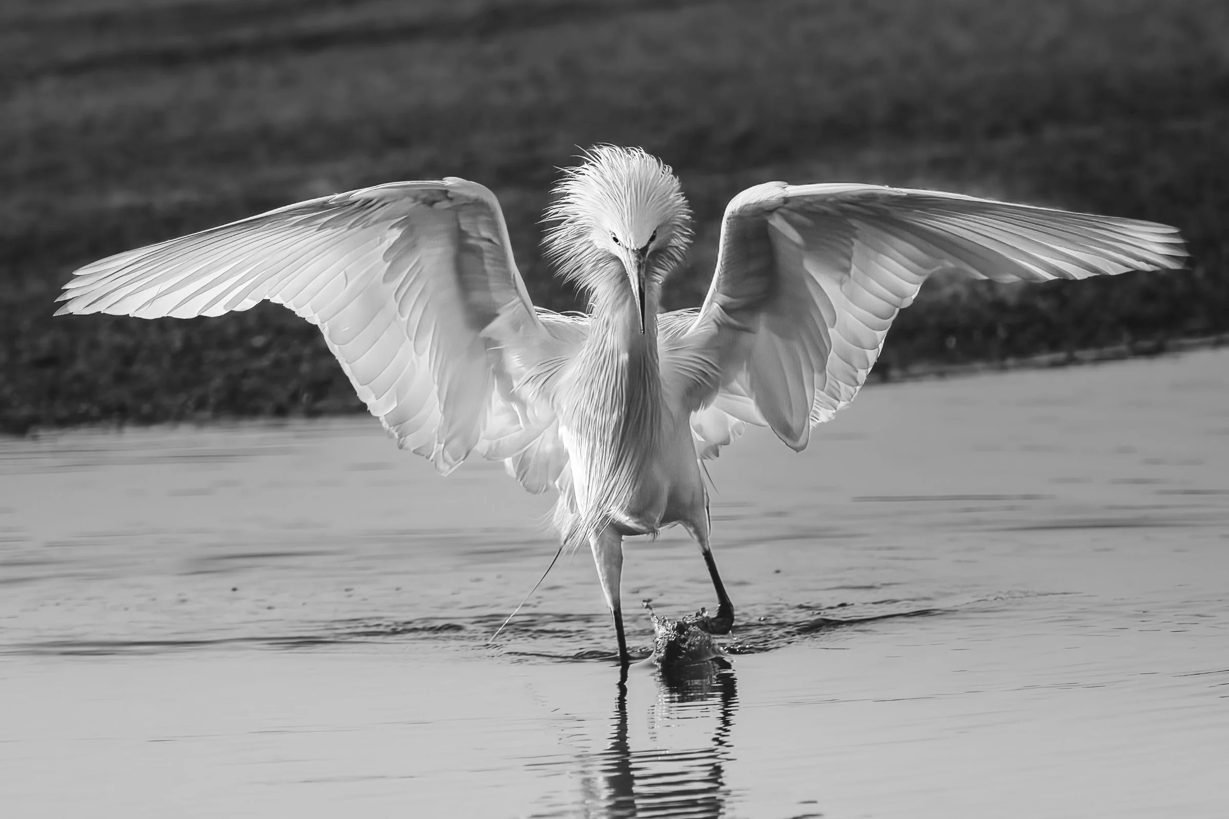 Reddish Egret, Corpus Christi 2023