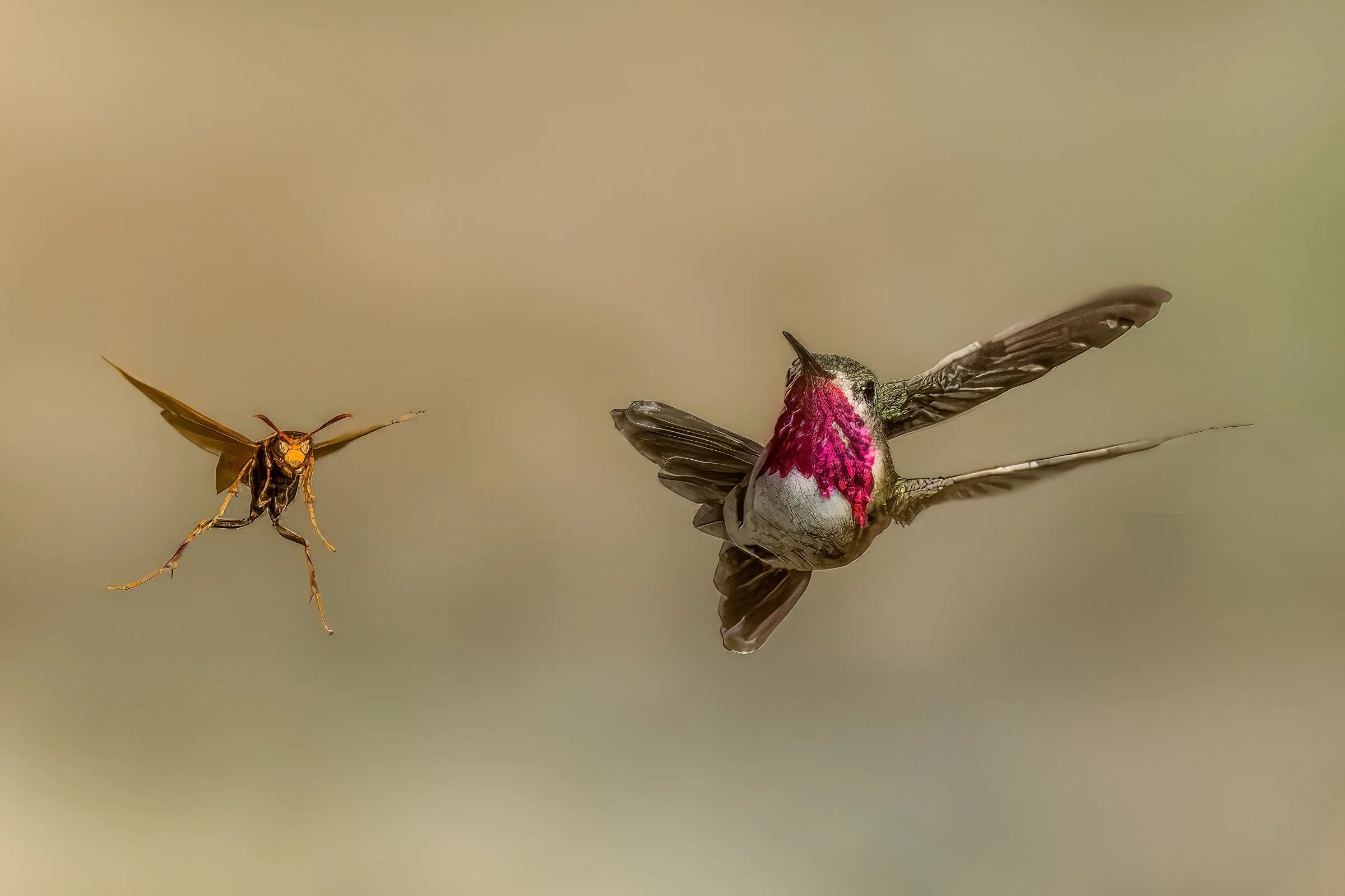 Fort Davis Hummingbird Festival, Texas 2023 & 2025
