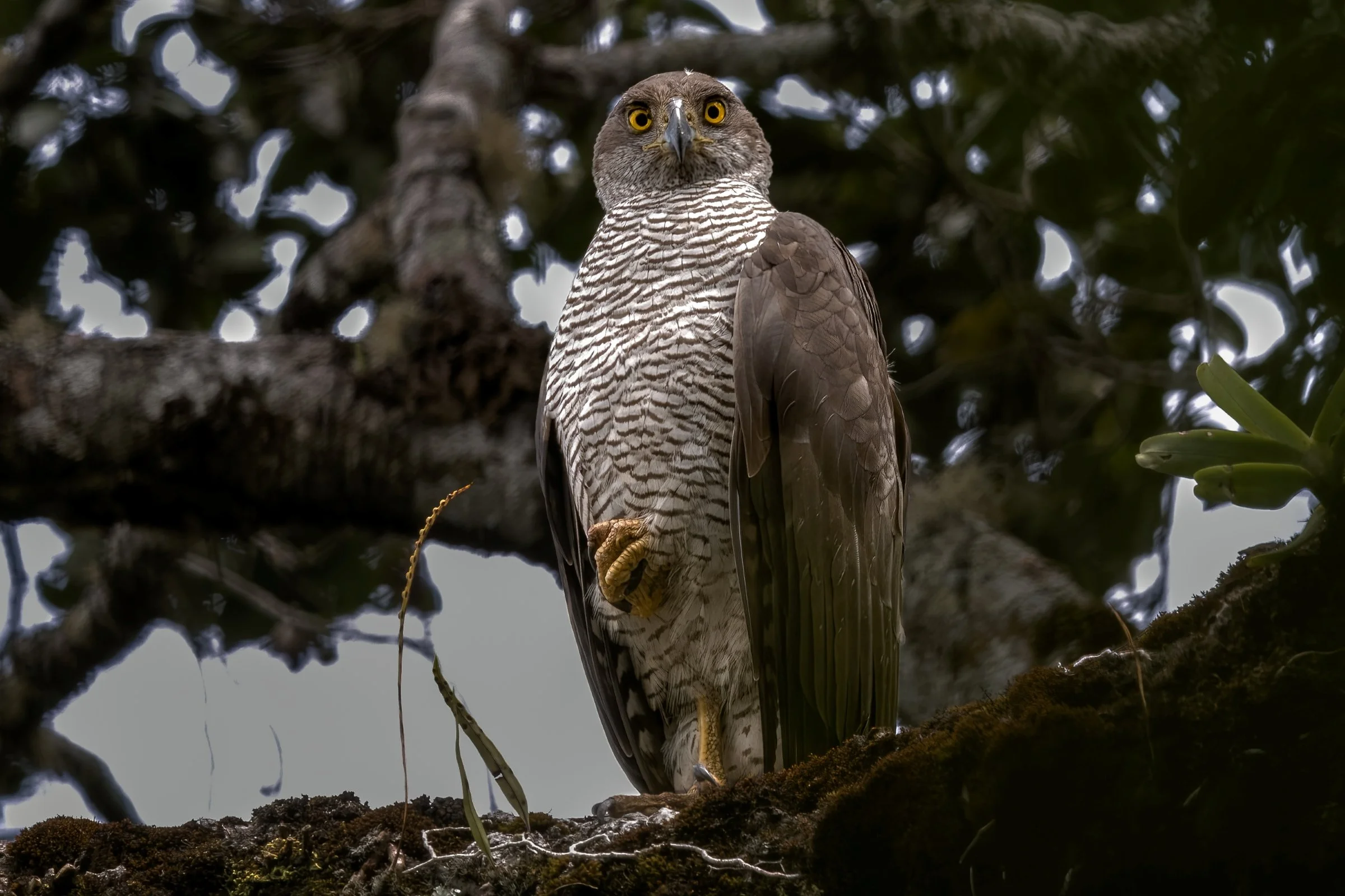 Henst's Goshawk