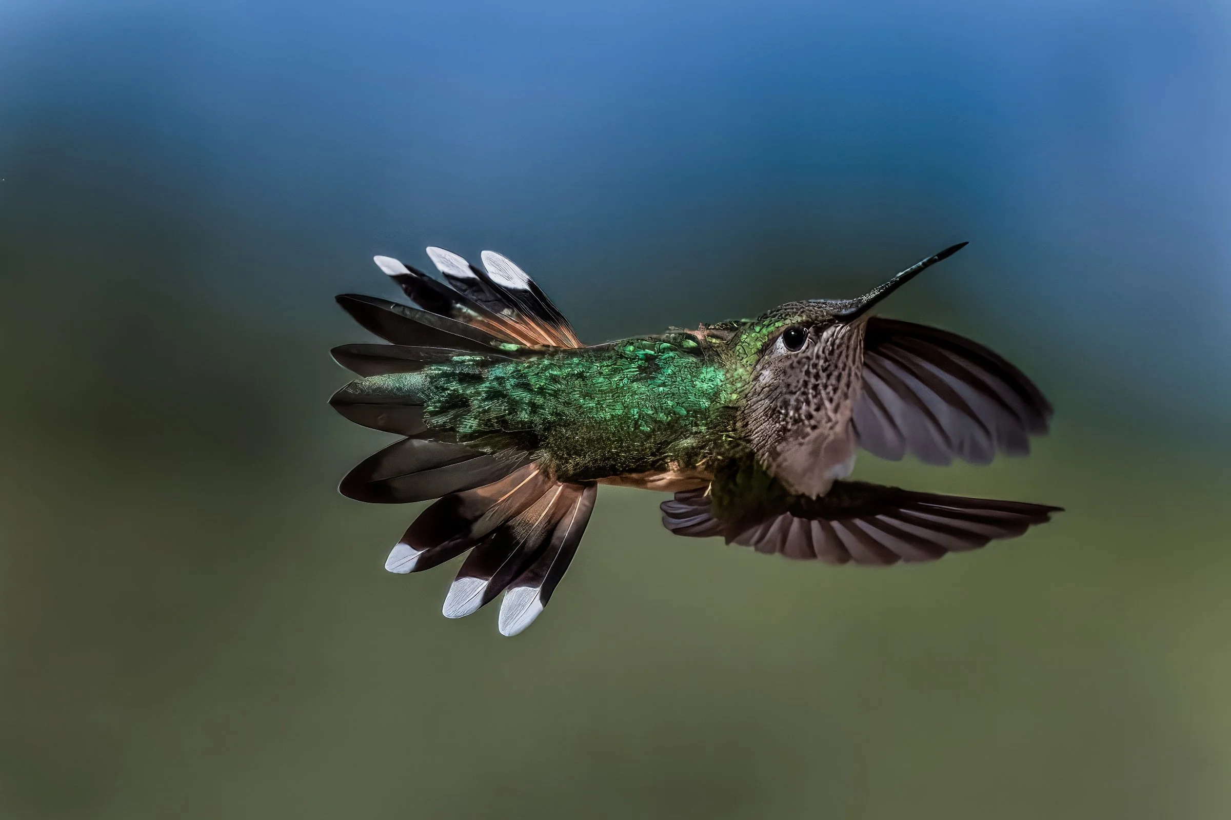 Rufous Hummingbird