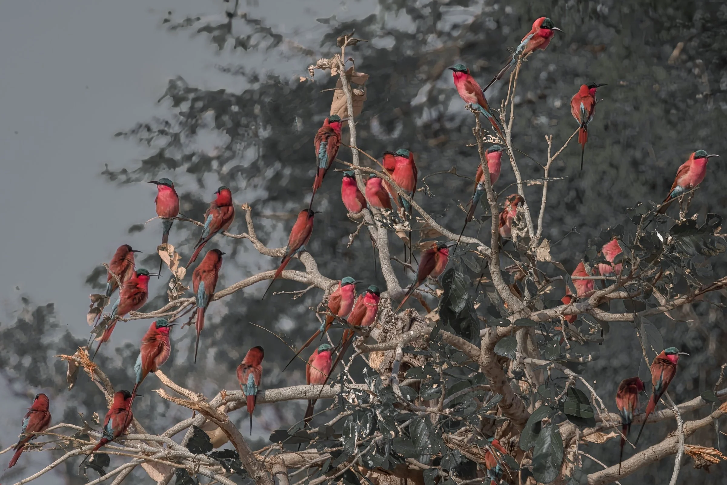 Southern Carmine Bee-eaters