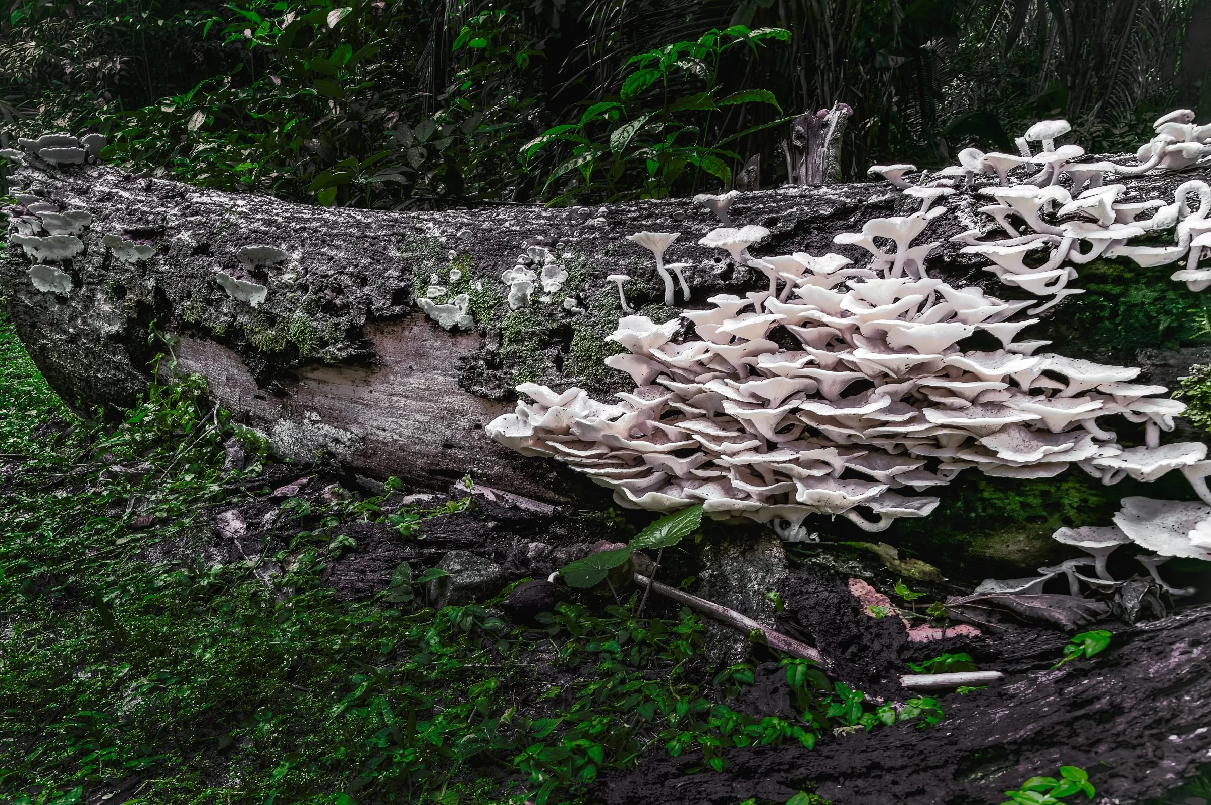 Mushrooms Altun Ha