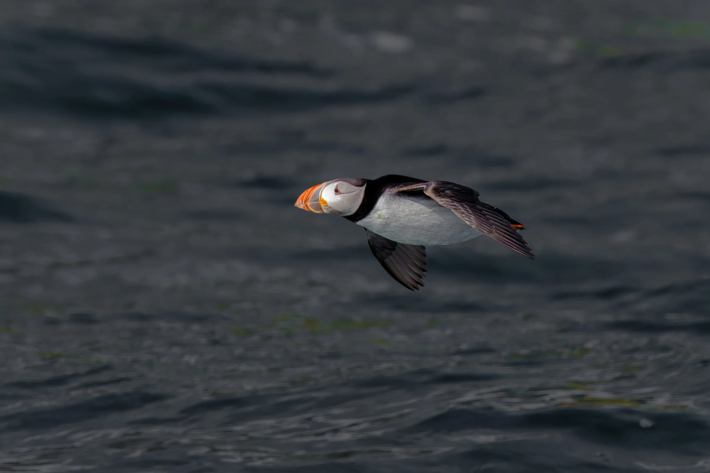 Lunga Protected Isle with Atlantic Puffin