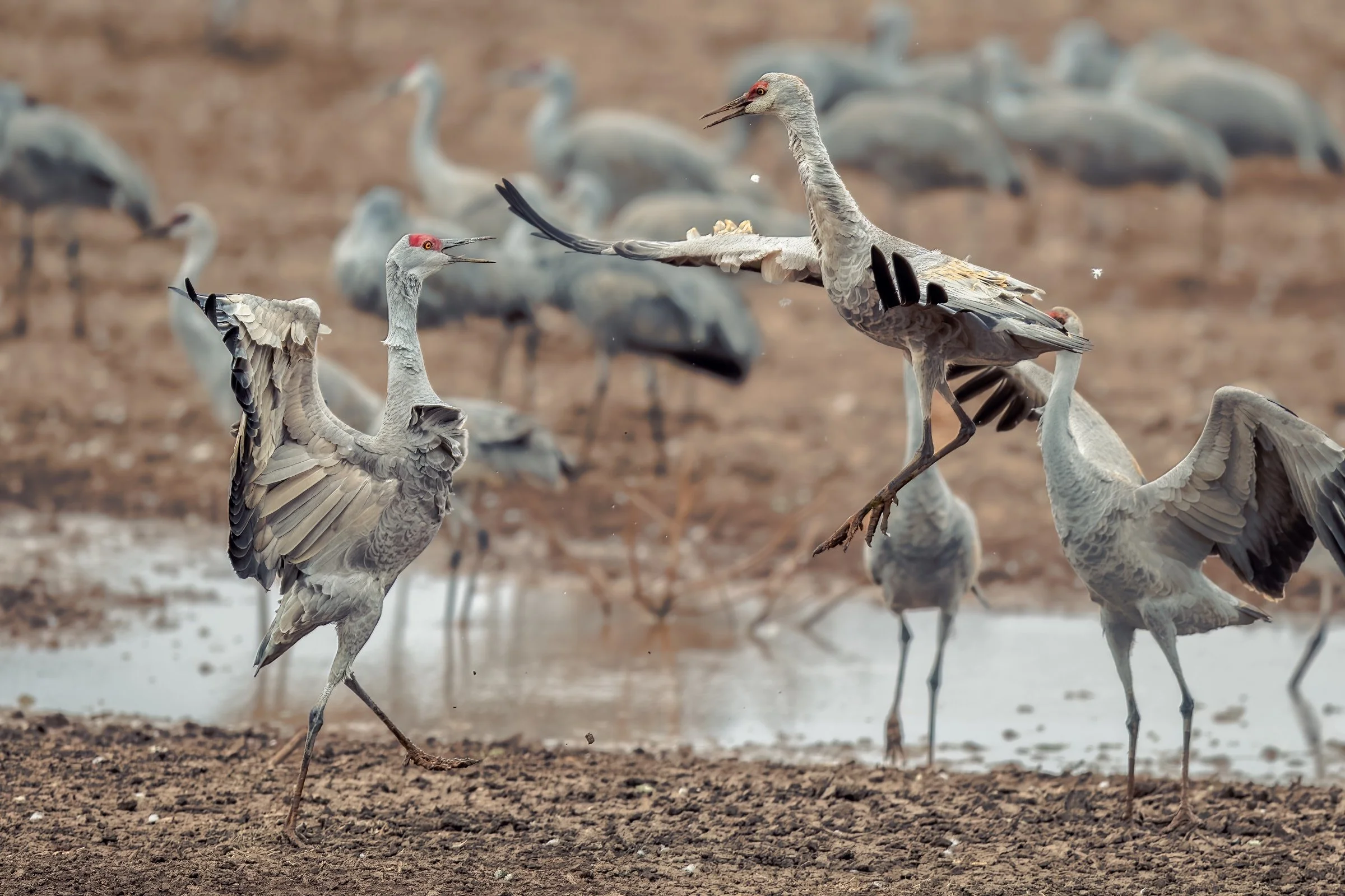 Sandhill Cranes, Whitewater Draw, Arizona 2022