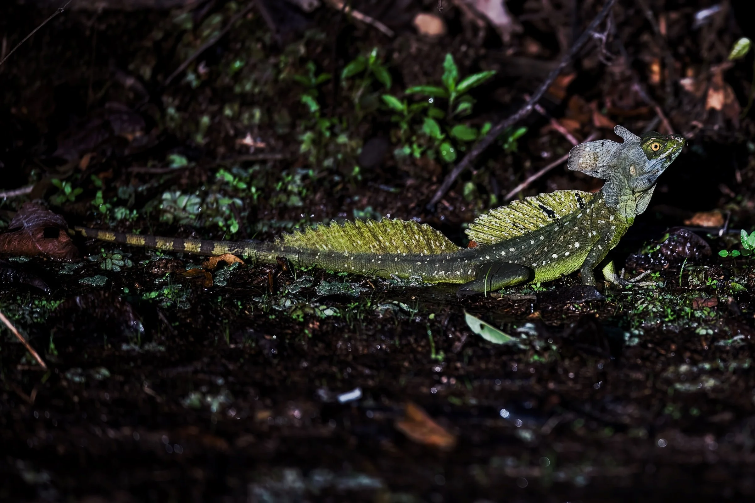 Plumed Basilisk (male Jesus Christ Lizard)