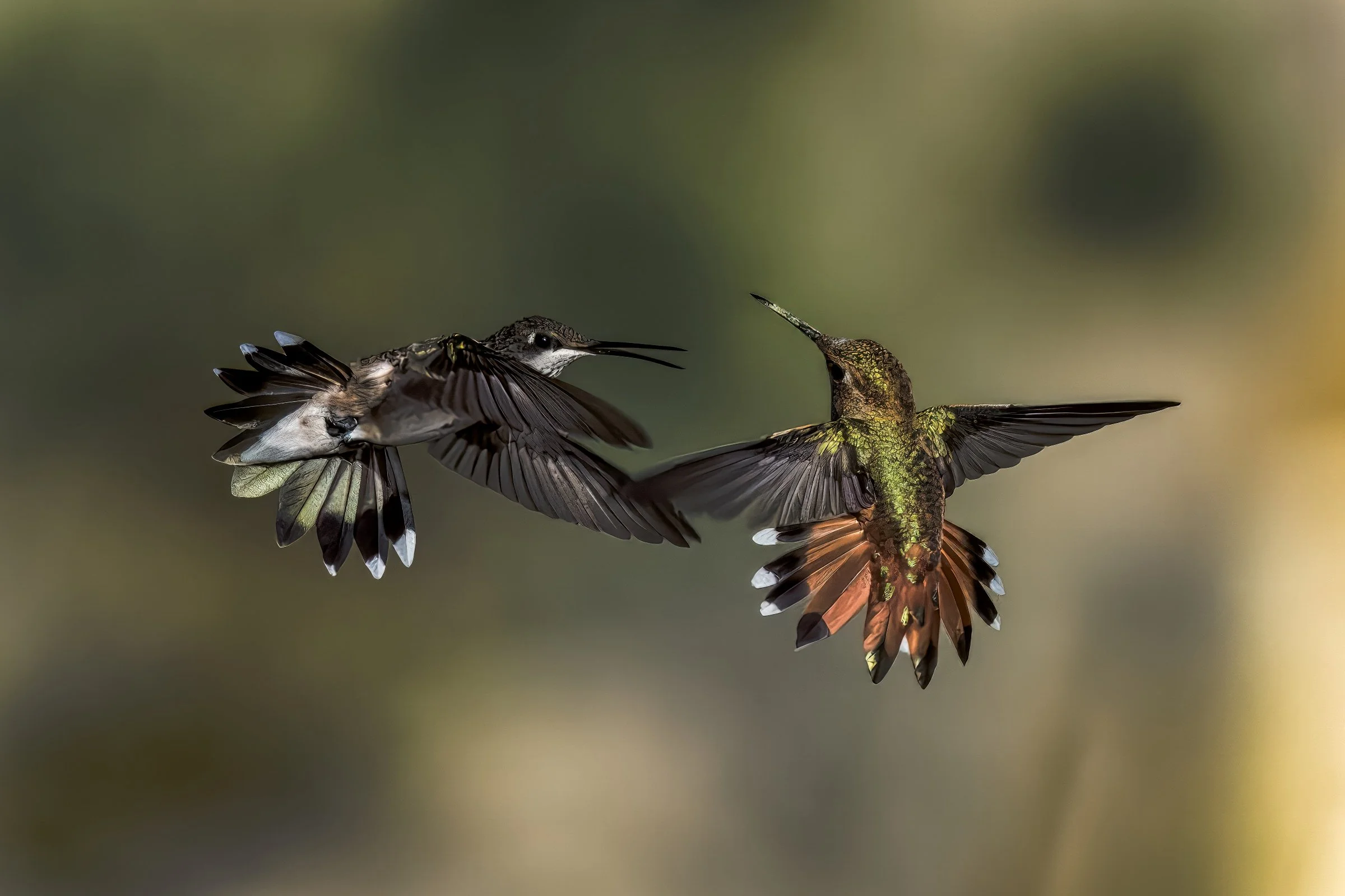 Rufous Hummingbird