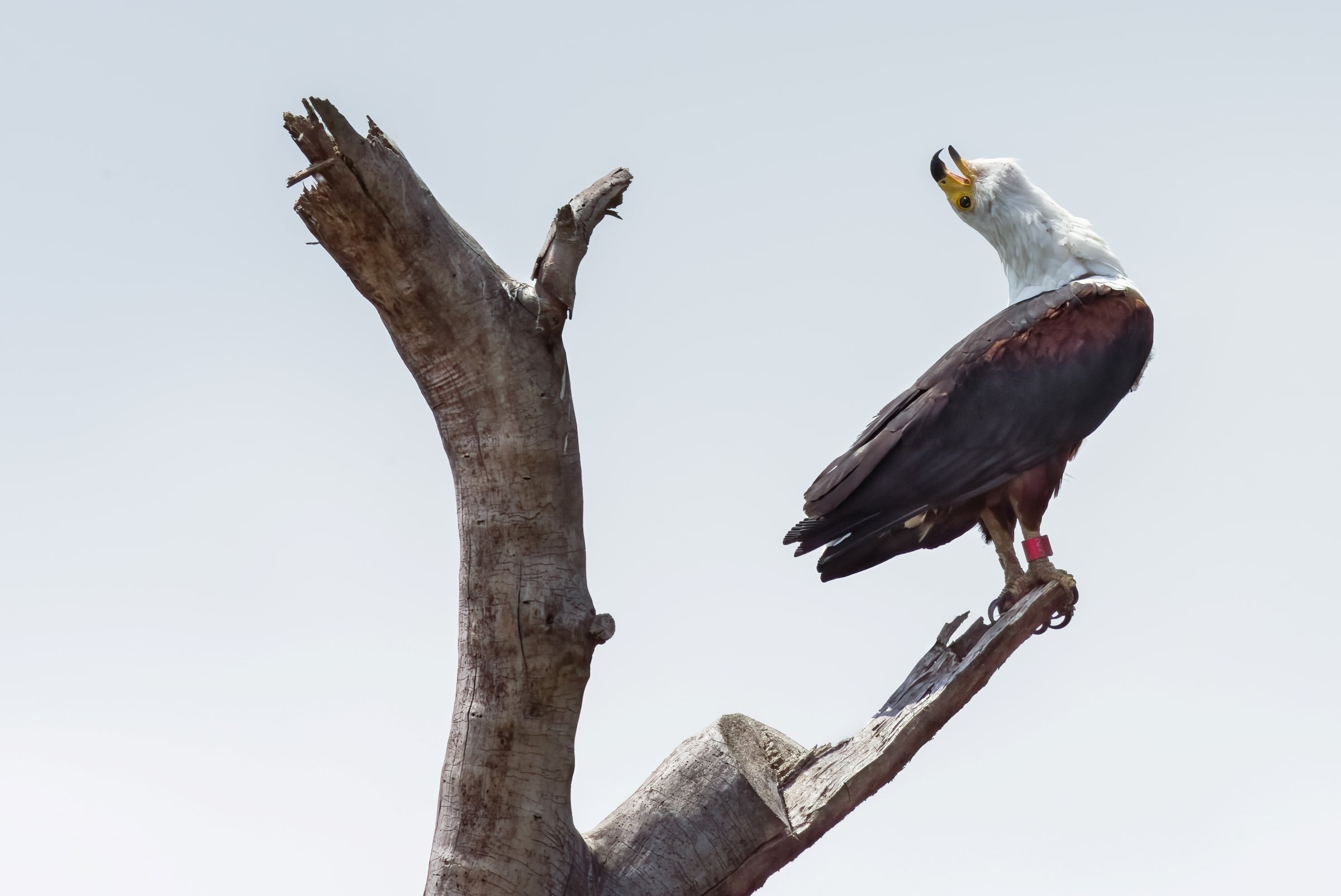 African Fish Eagle