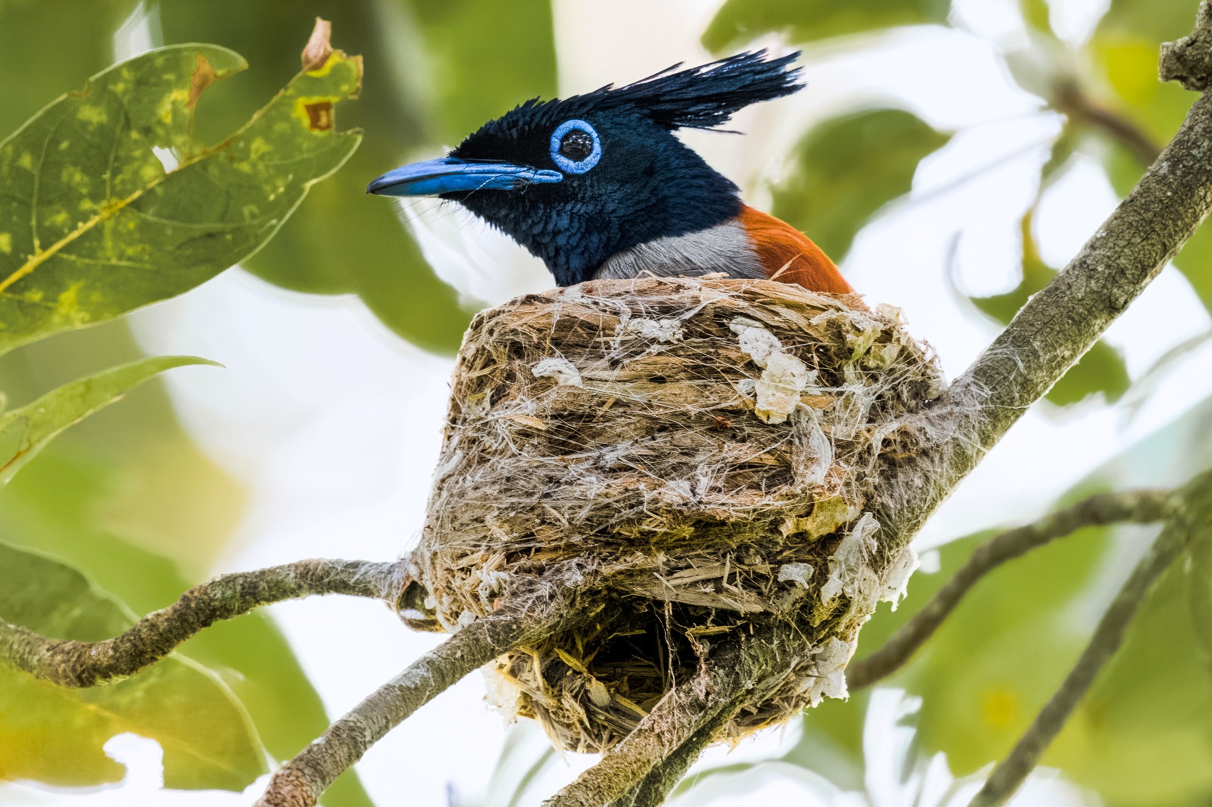 Indian Paradise-Flycatcher