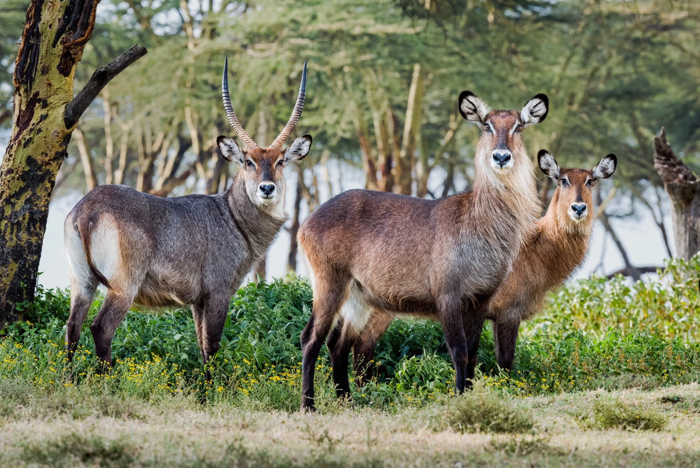Waterbuck