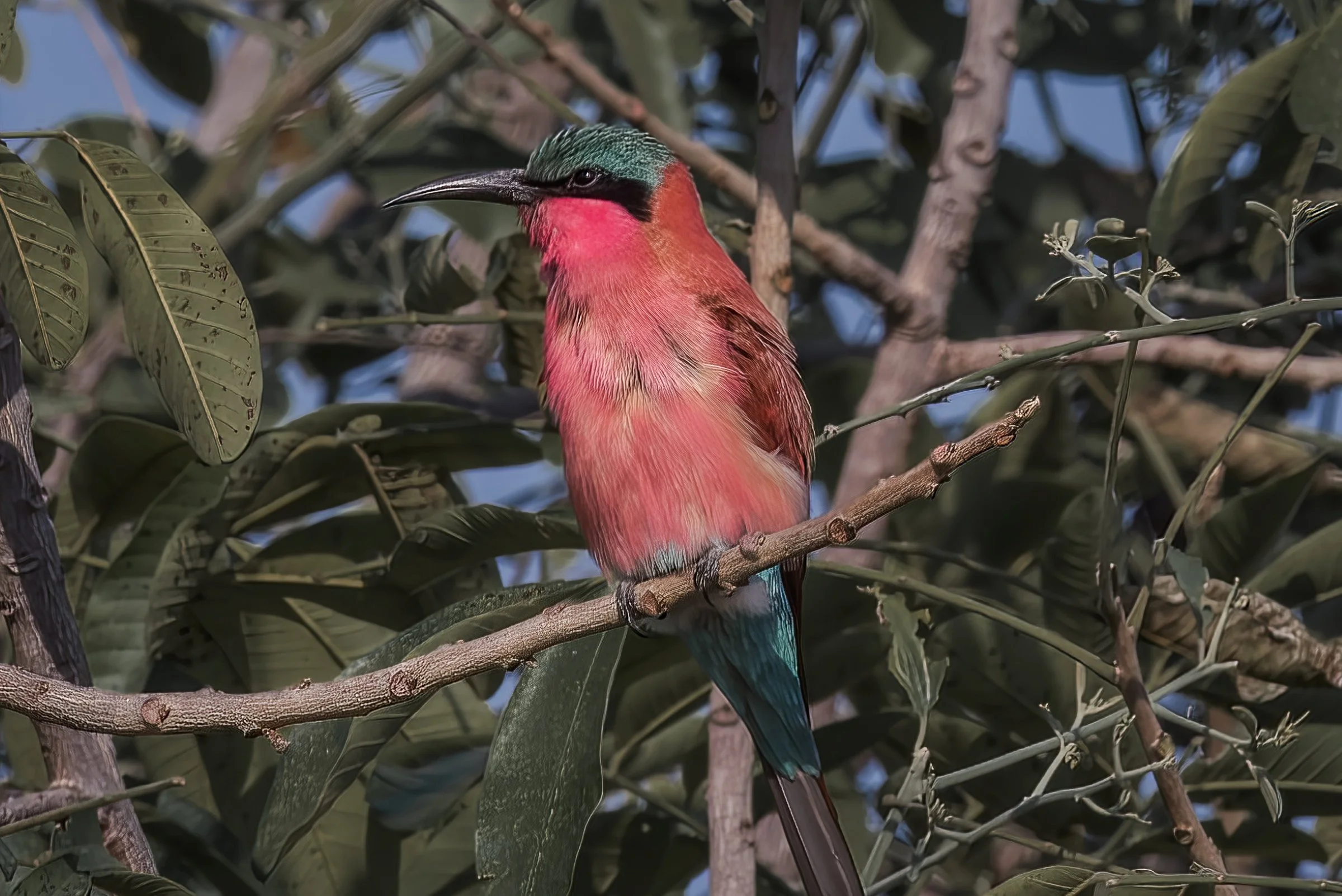 Migratory Southern Carmine Bee-eater
