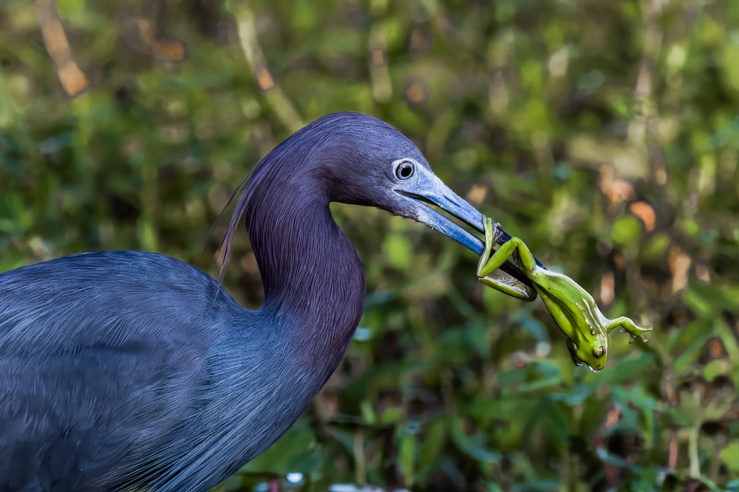 _8508081-DeNoiseAI-raw (2)-gigapixel-hq-scale-3_86x-cropped-Edit.jpg