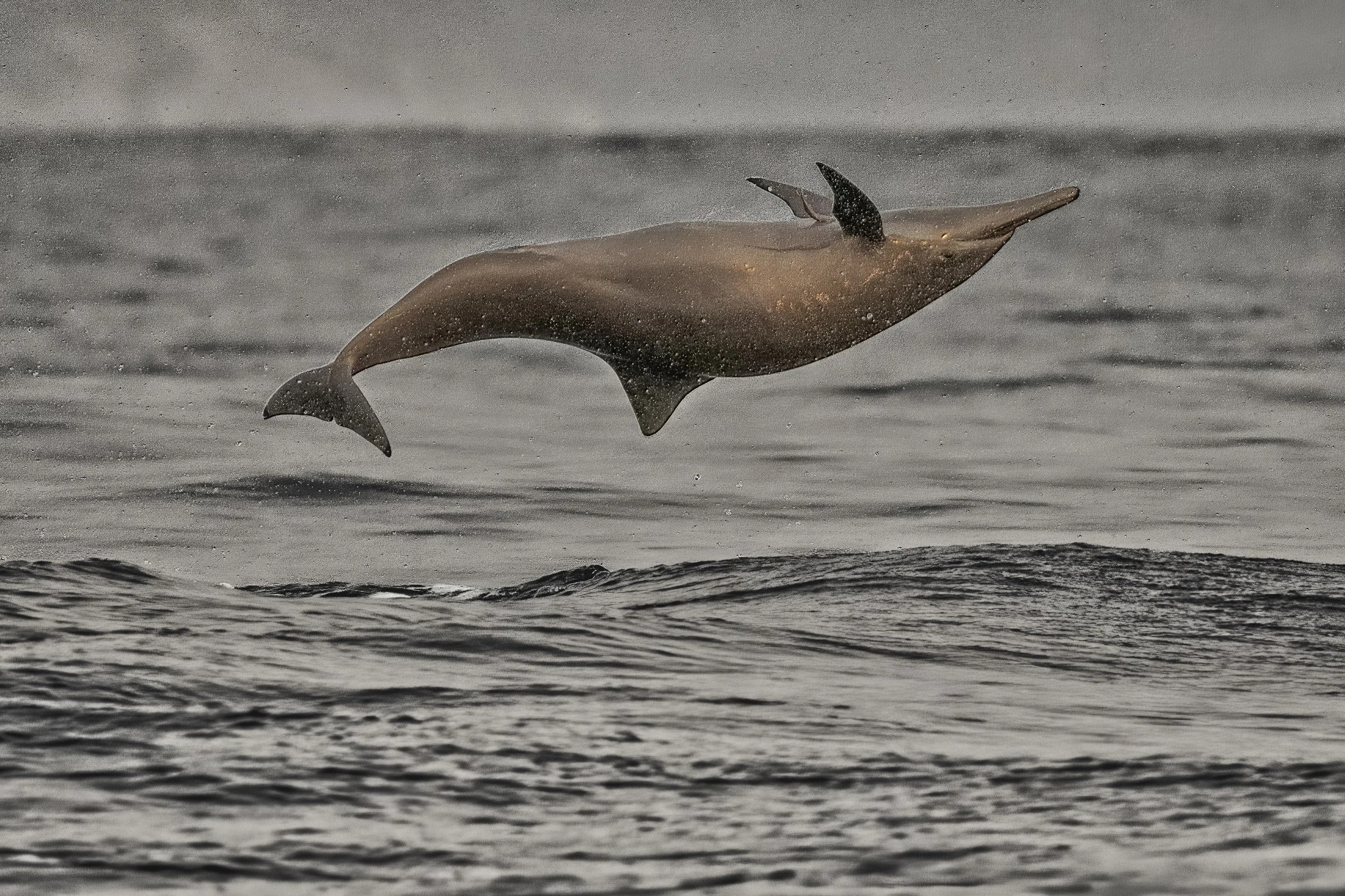 DSC_2199-DeNoiseAI-raw-SAI-Motion-Edit.jpg