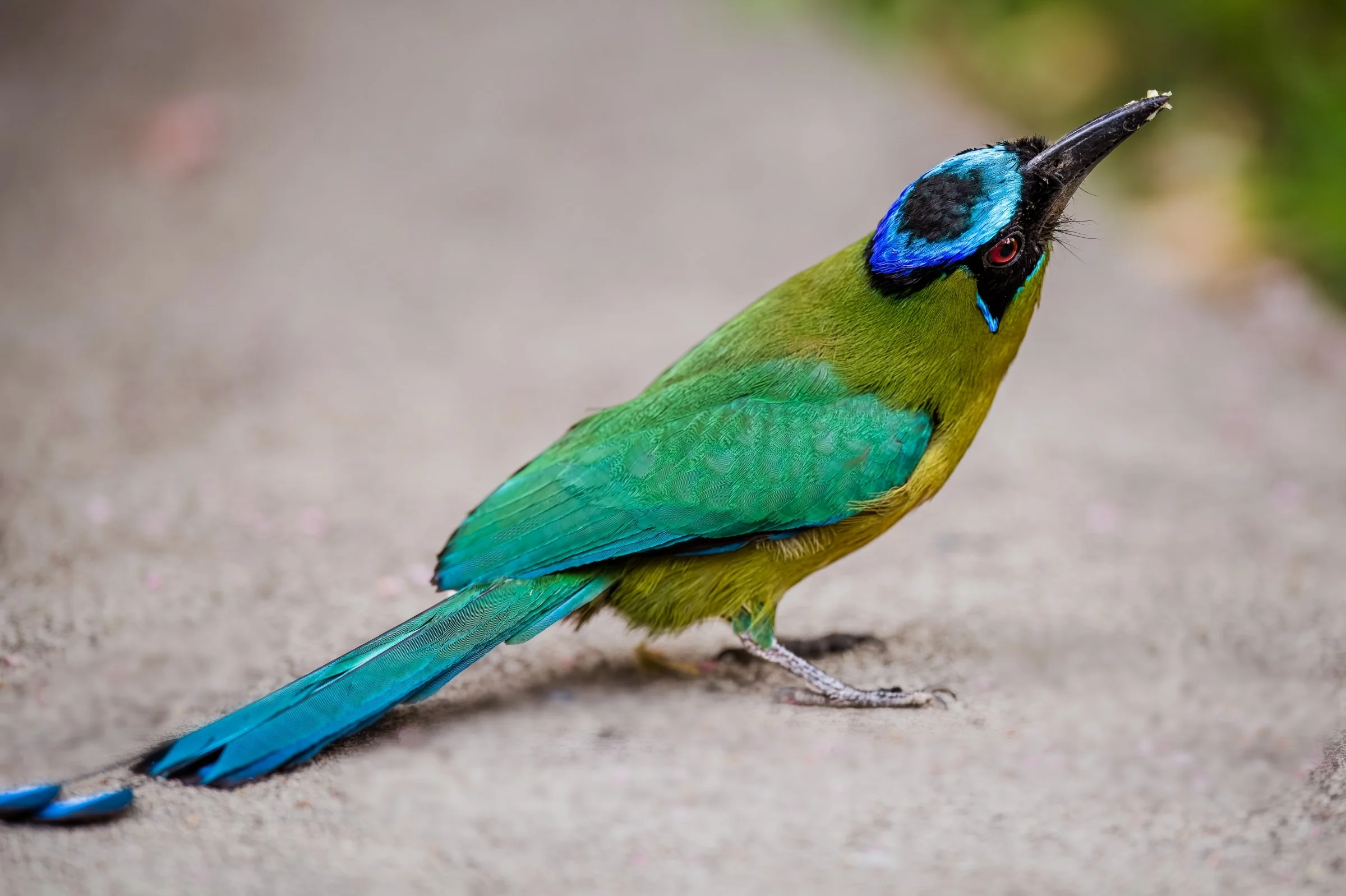 Blue-crowned Motmot