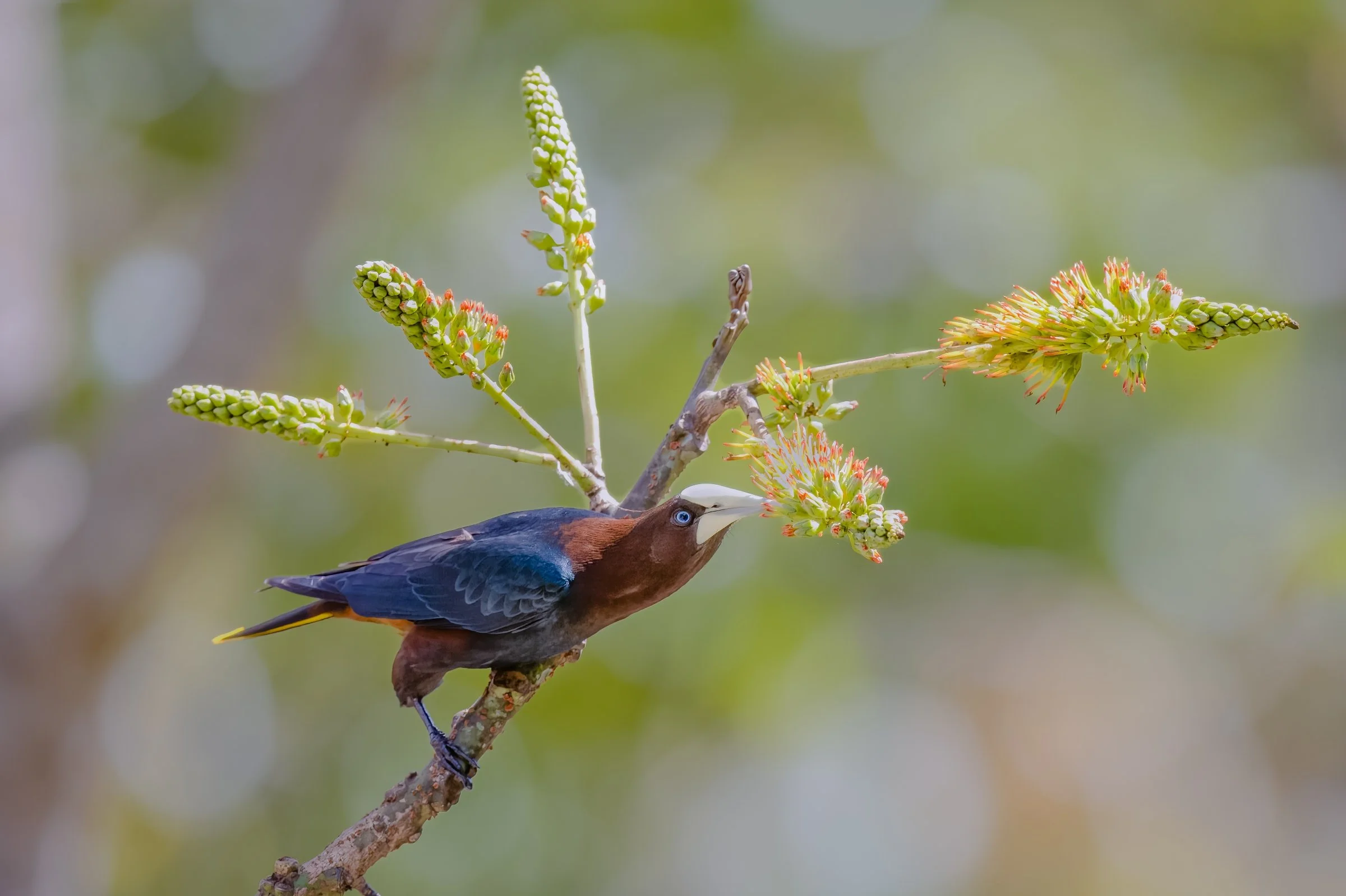 Chestnut-headed Oropendola