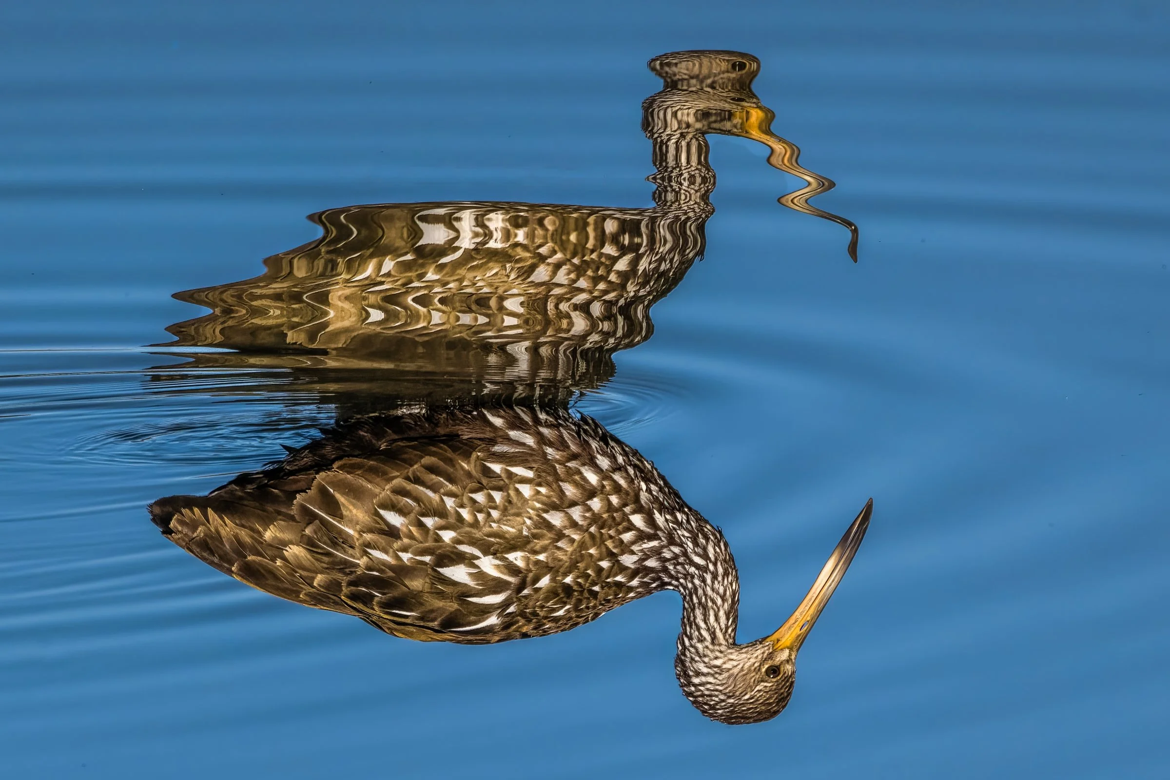 Cullinan Park, Sugar Land