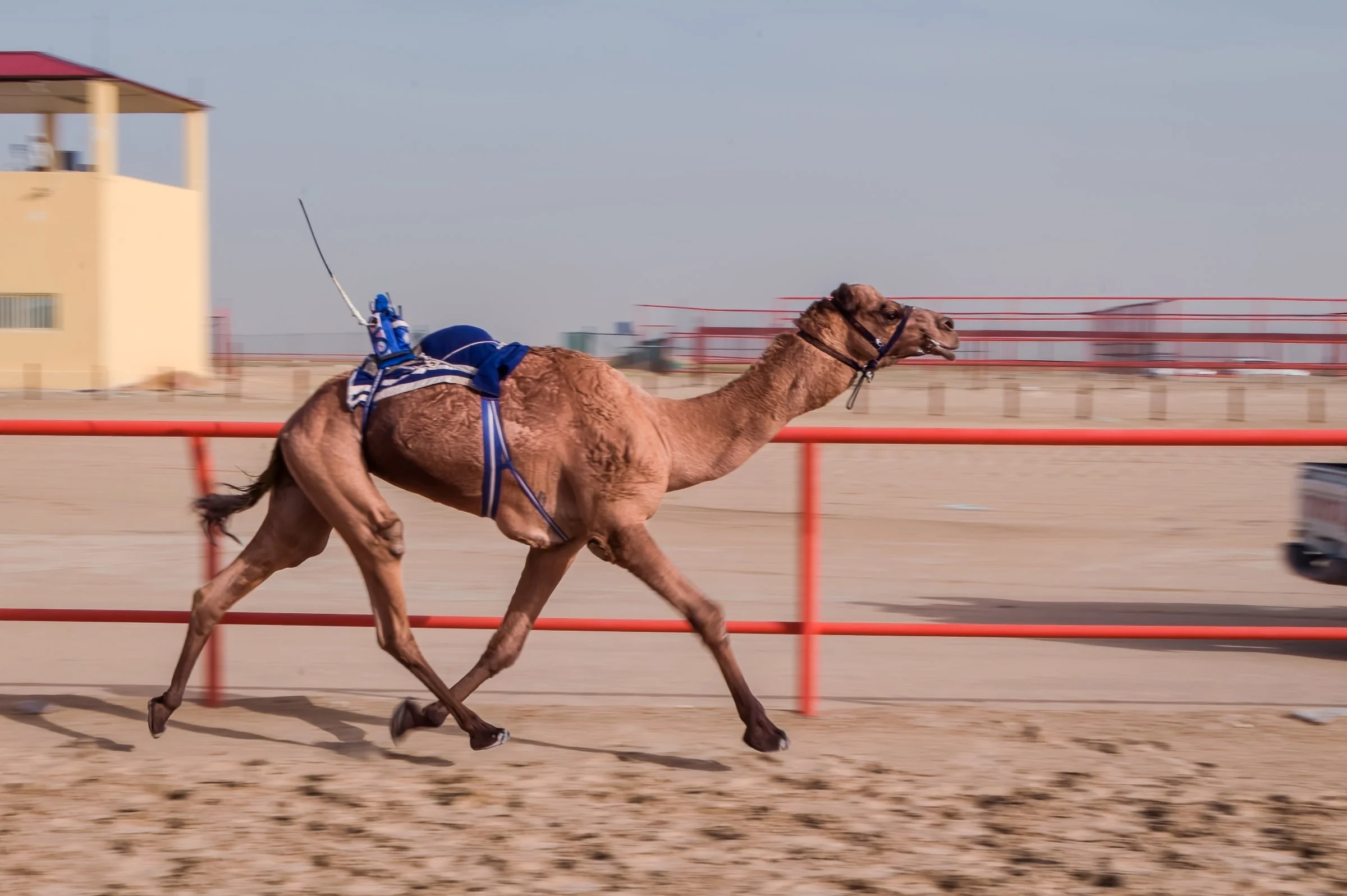 Camel Race 2013