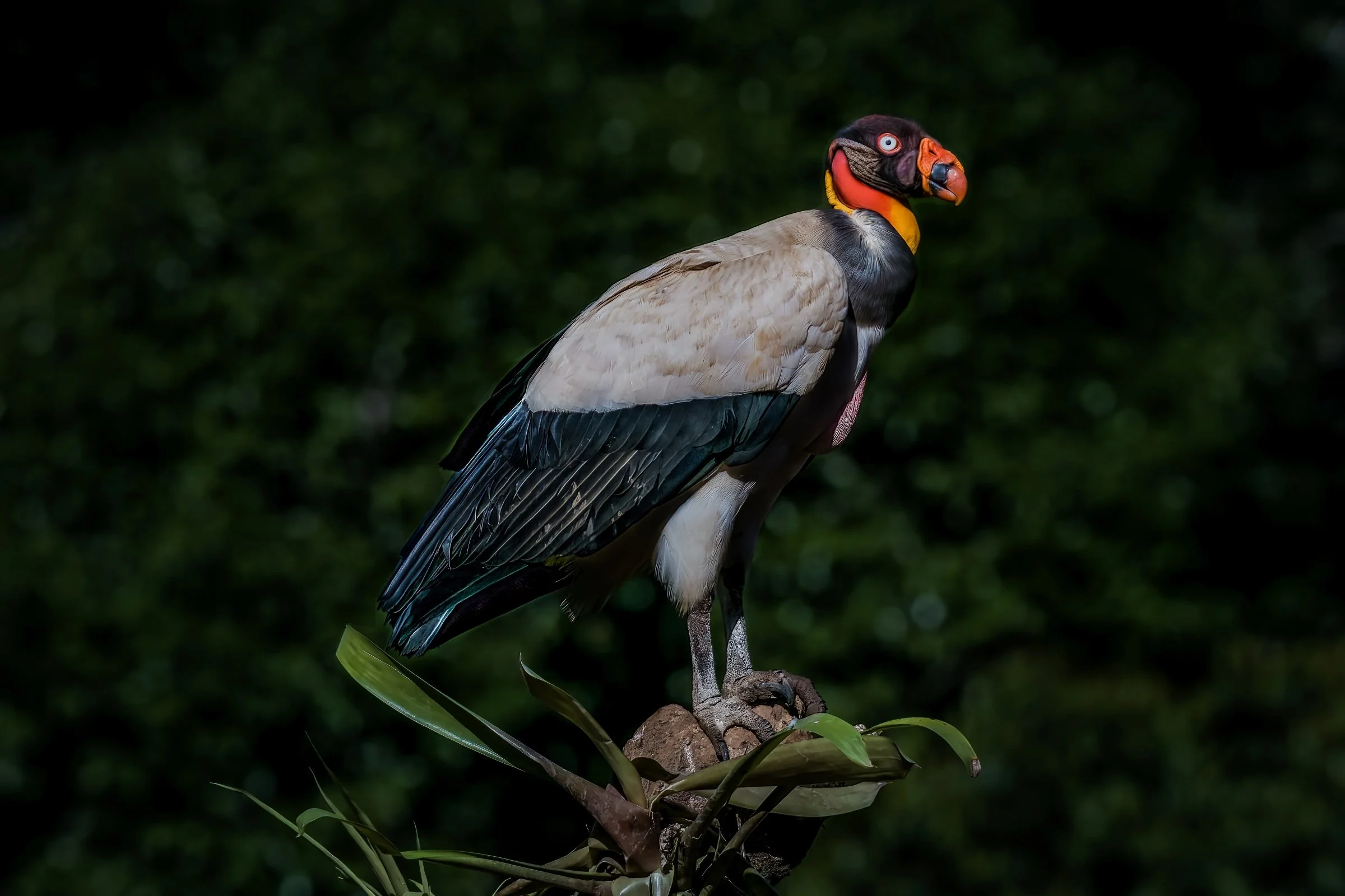 King Vulture