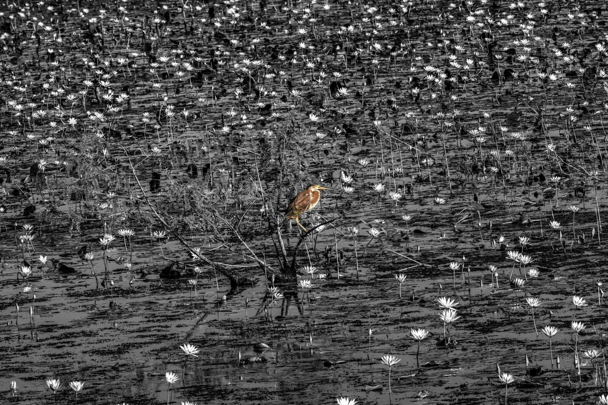 Jocelyn Nungaray National Wildlife Refuge, Chambers County 2024