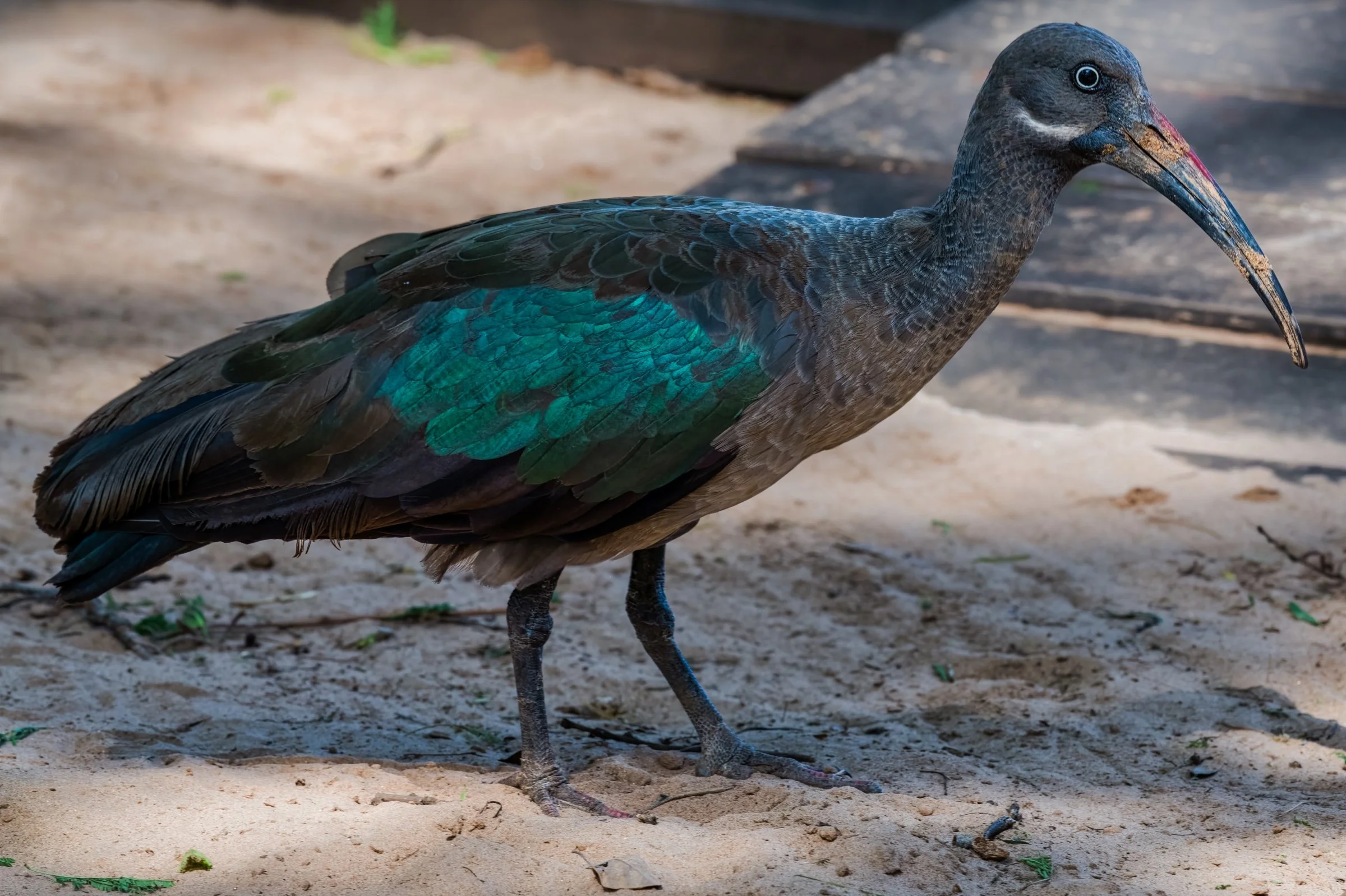 Hadada Ibis