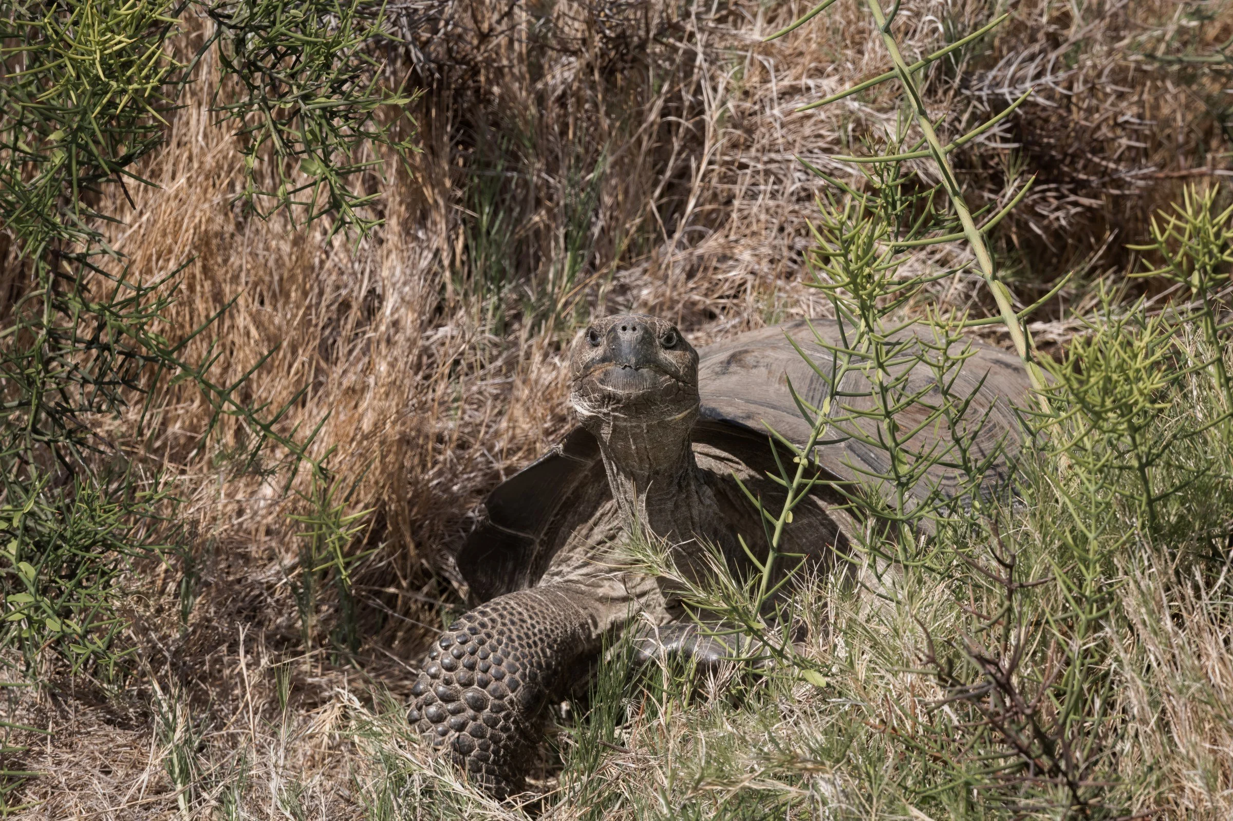 Galapagos Giant Tortoise