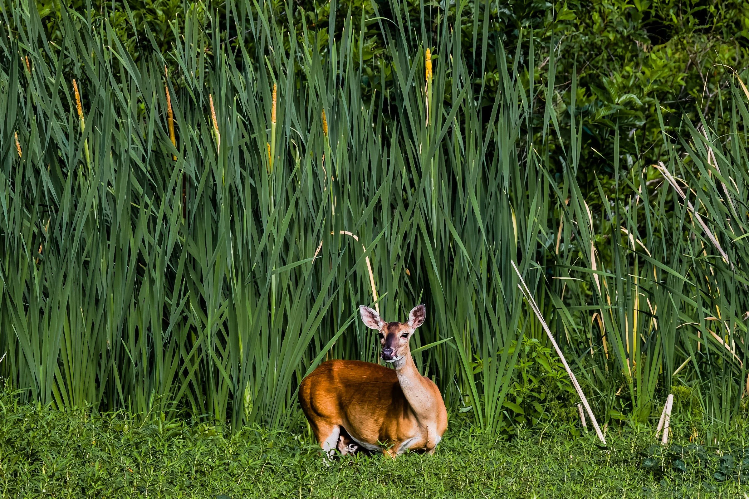 _8508920-DeNoiseAI-raw-Edit.jpg