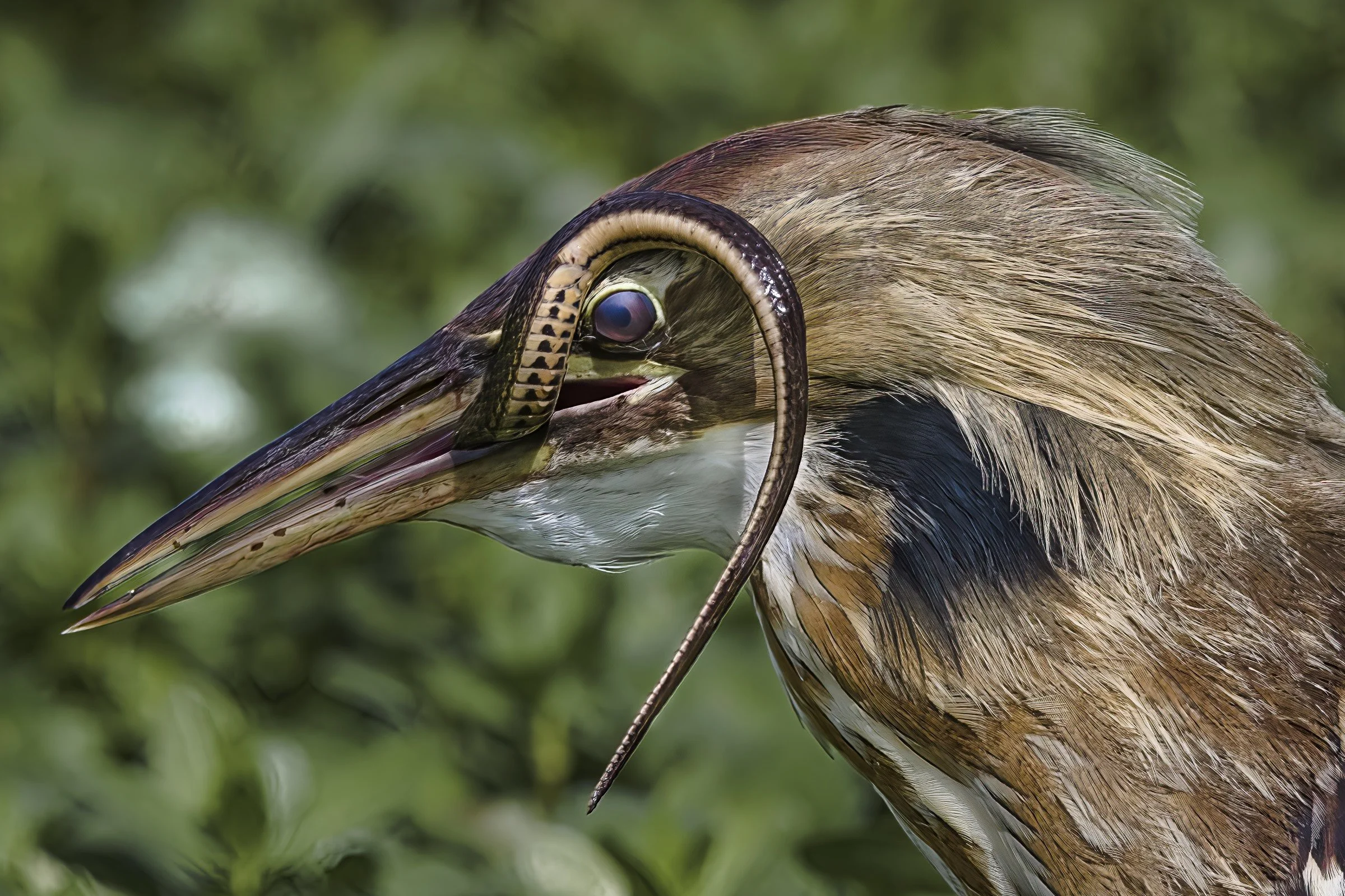 Bittern with Snake, March 2022