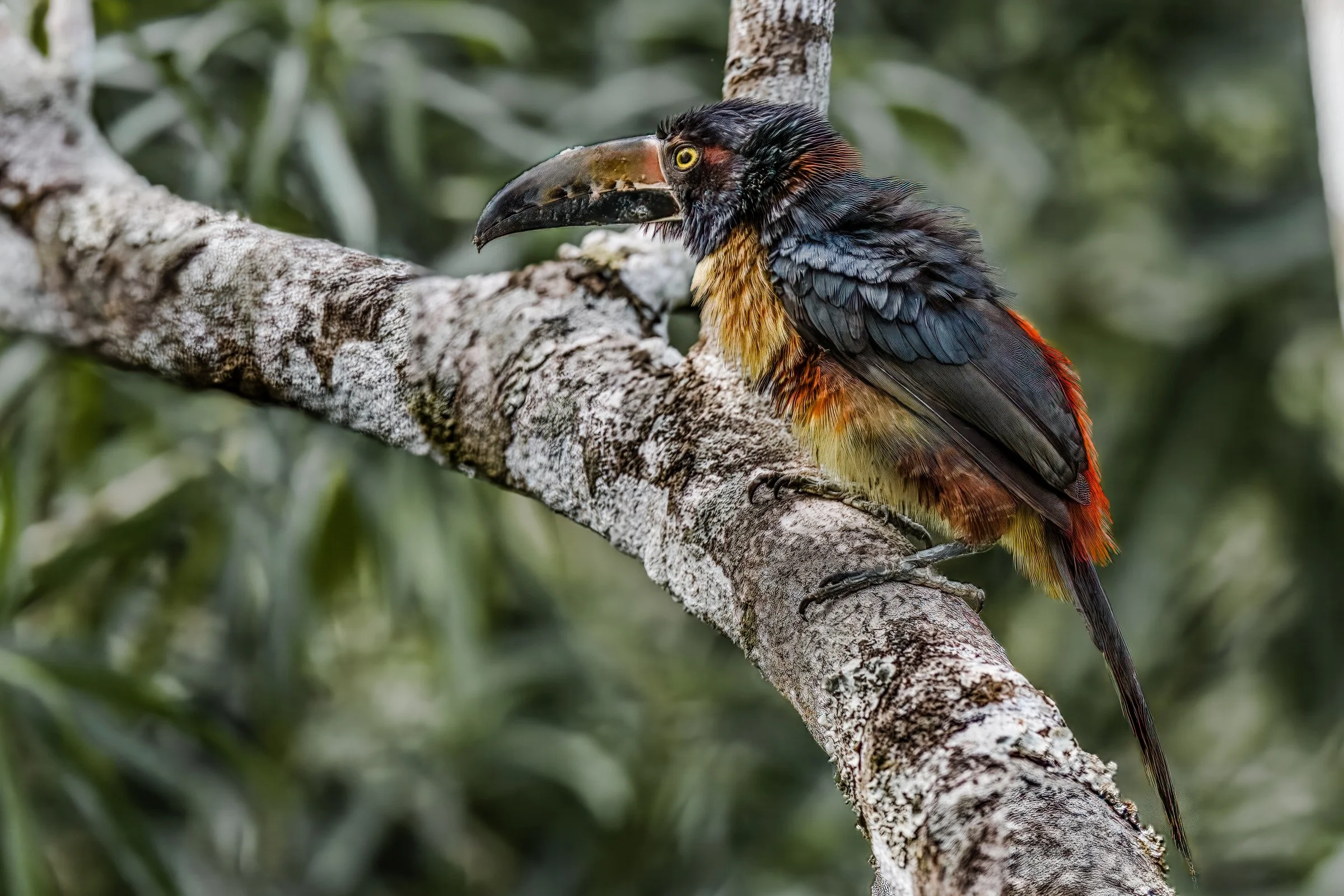 Collared Aracari Toucanet