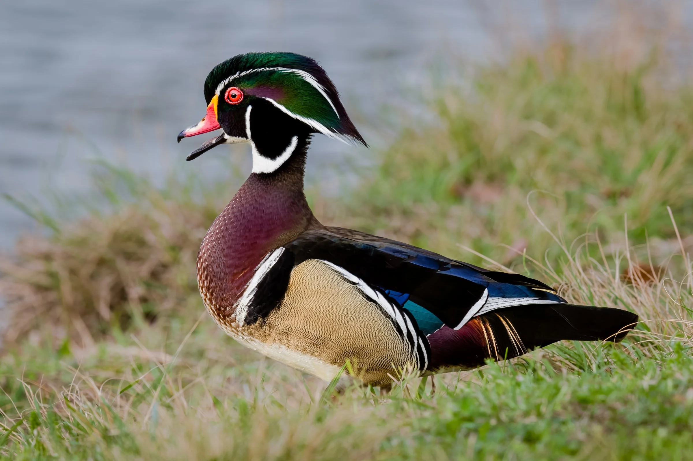Wood Duck, Resoft Park 2021
