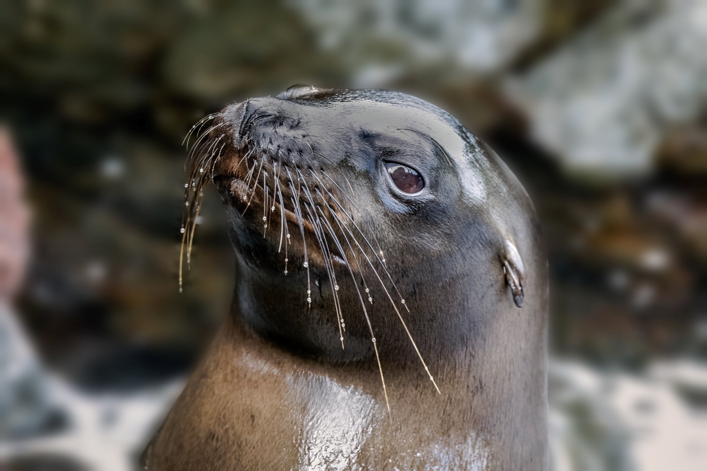 Galapagos Fur Seal