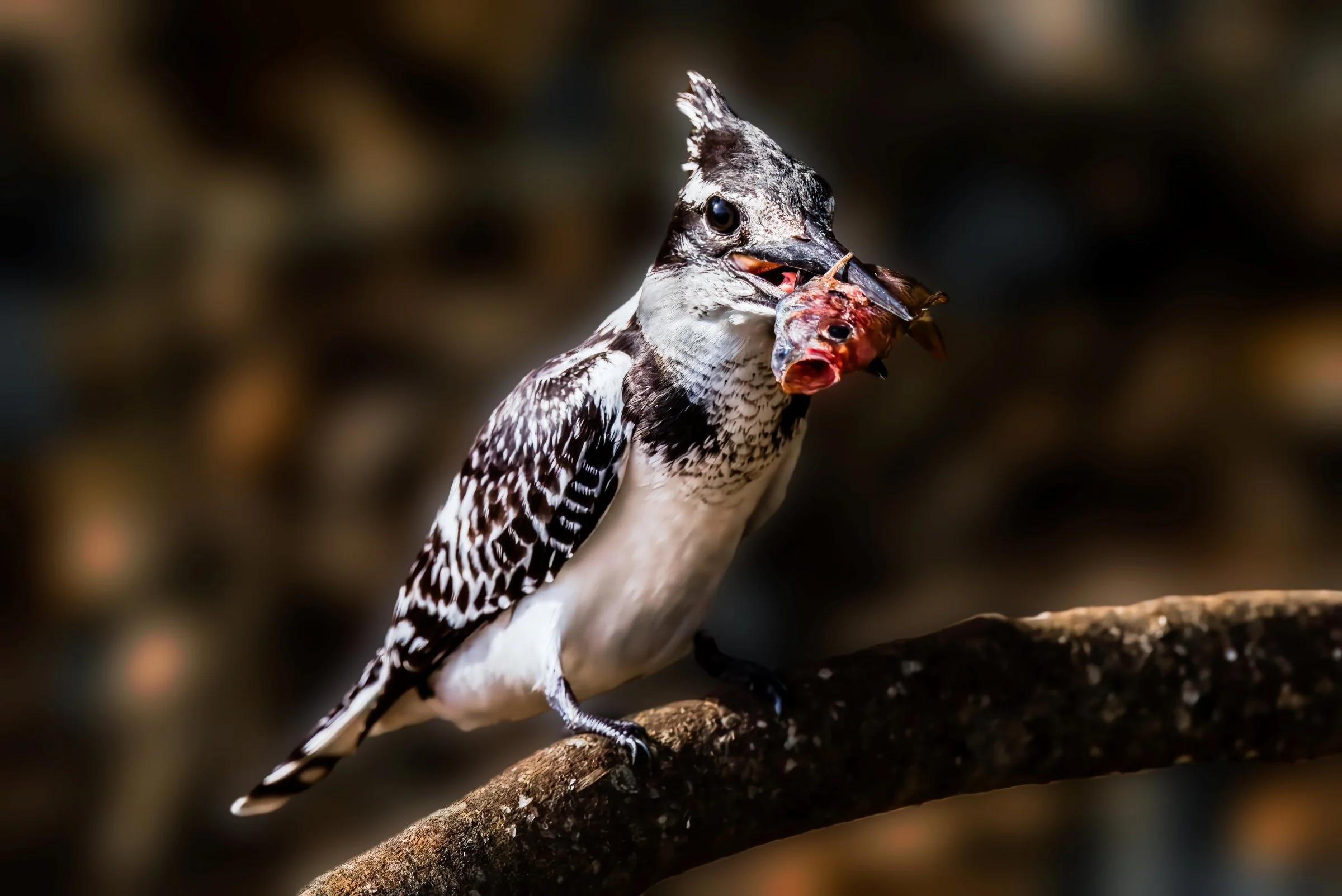 Pied Kingfisher
