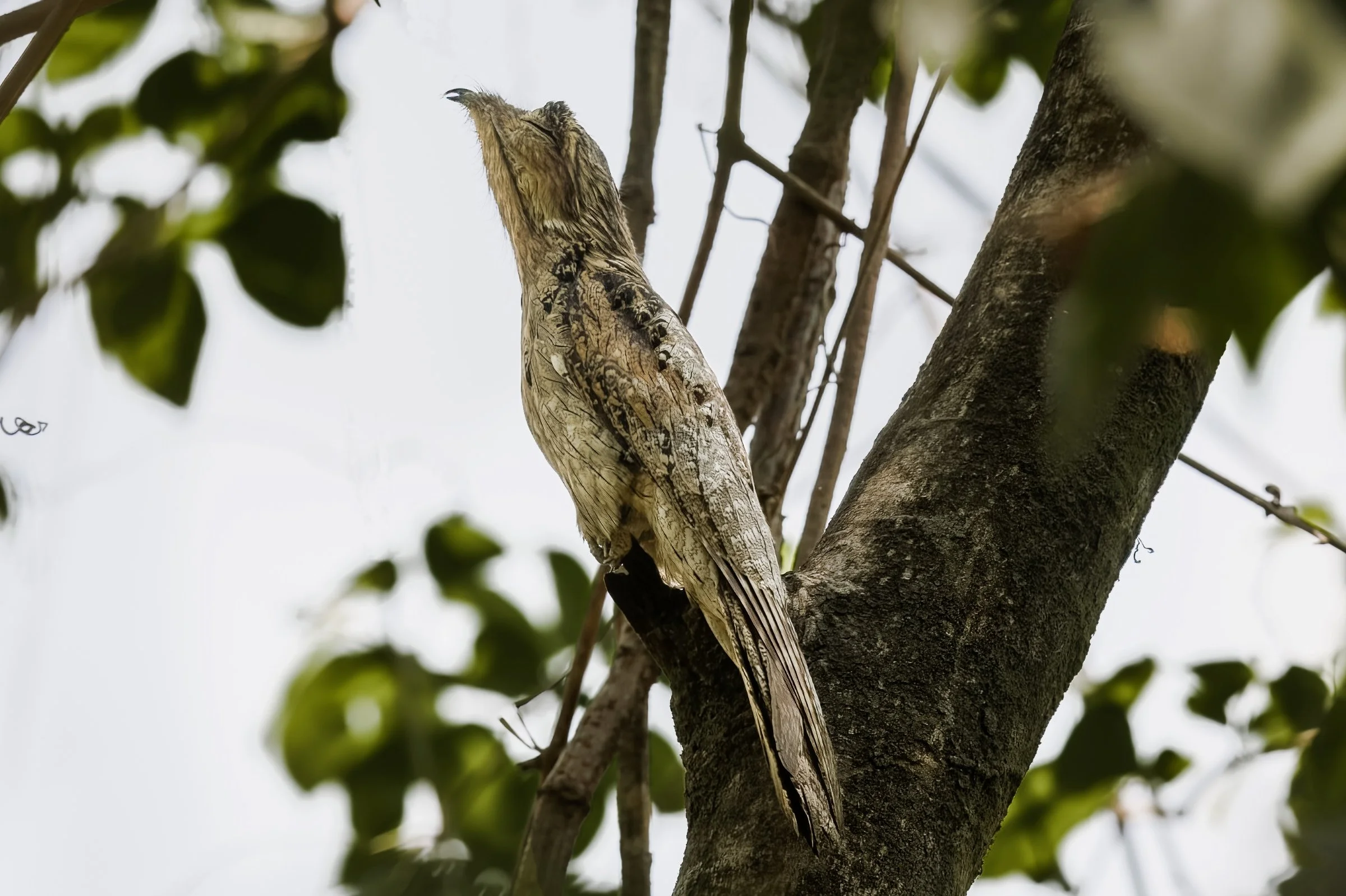 Northern Potoo