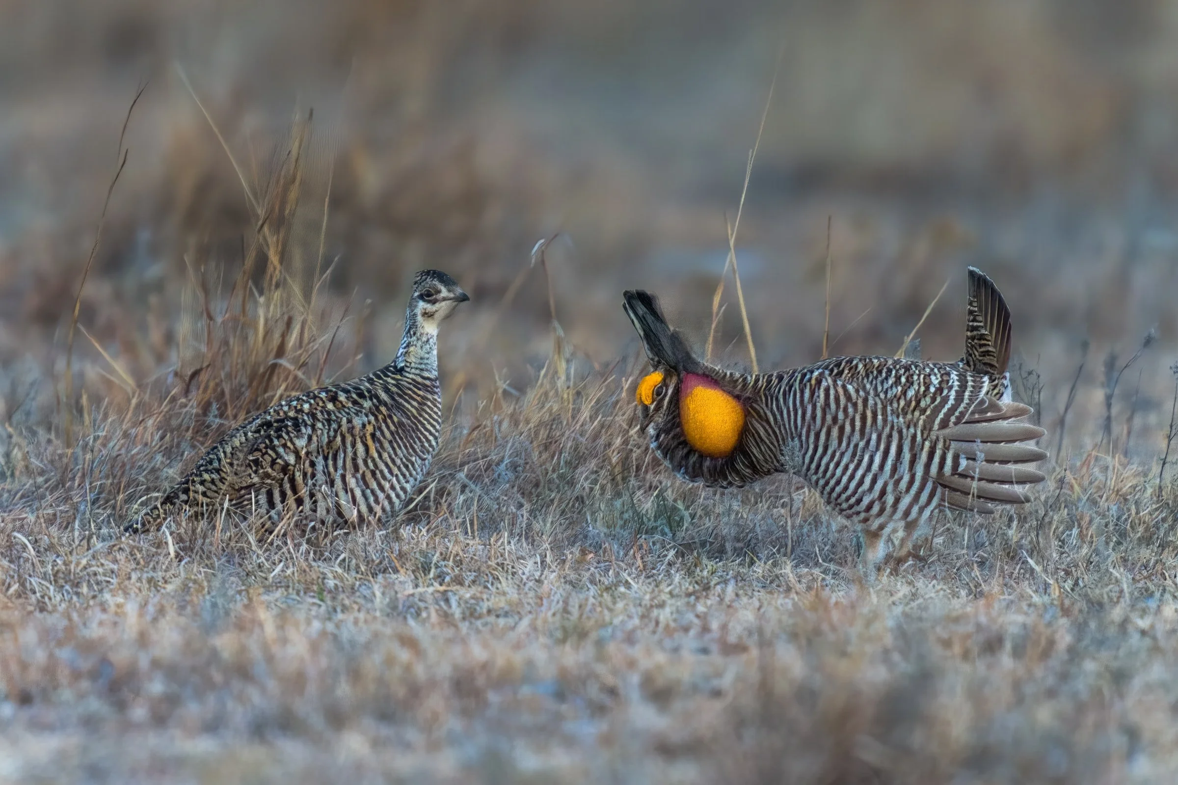 Lesser Prairie Chickens