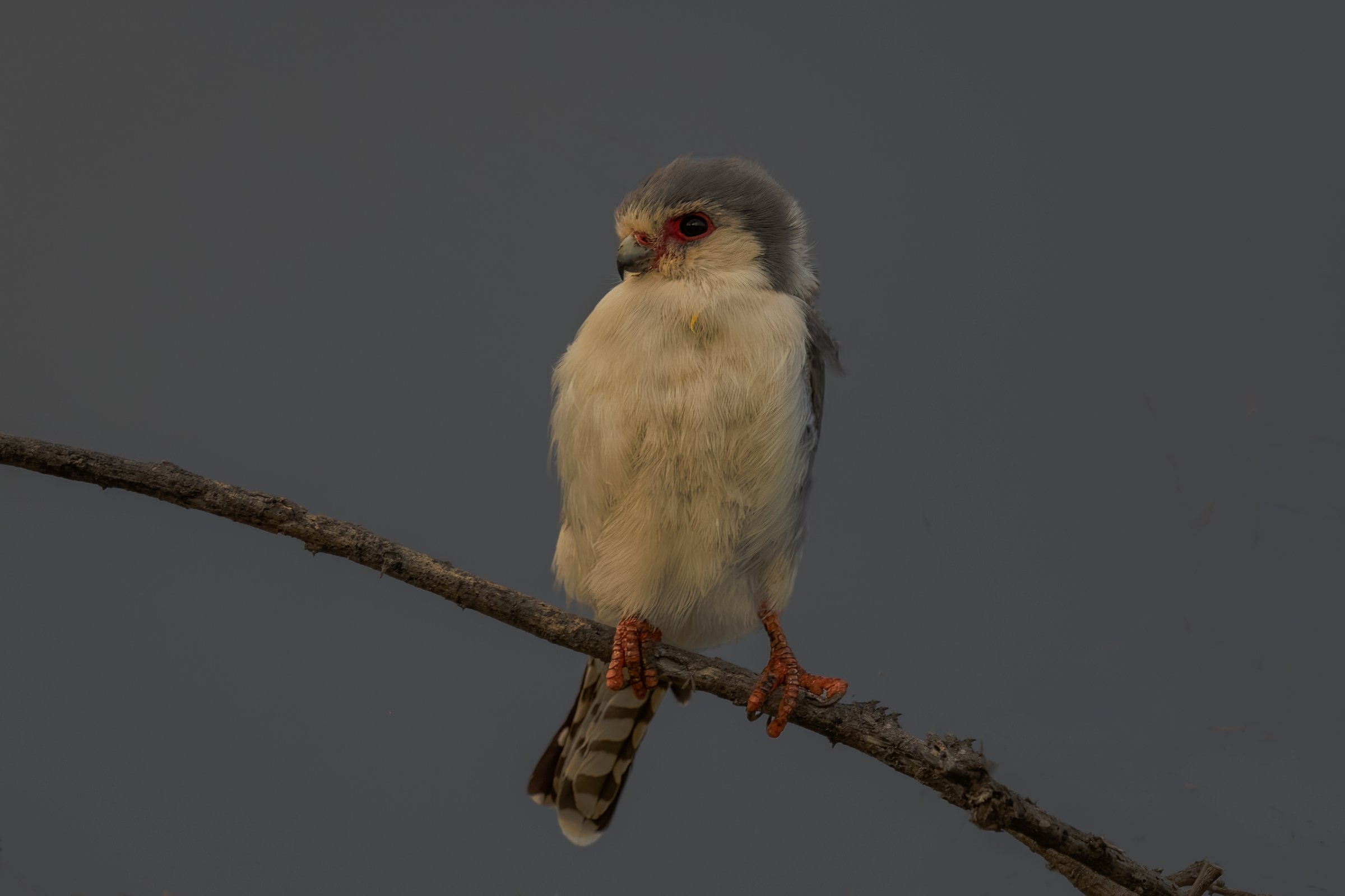 Pigmy Falcon
