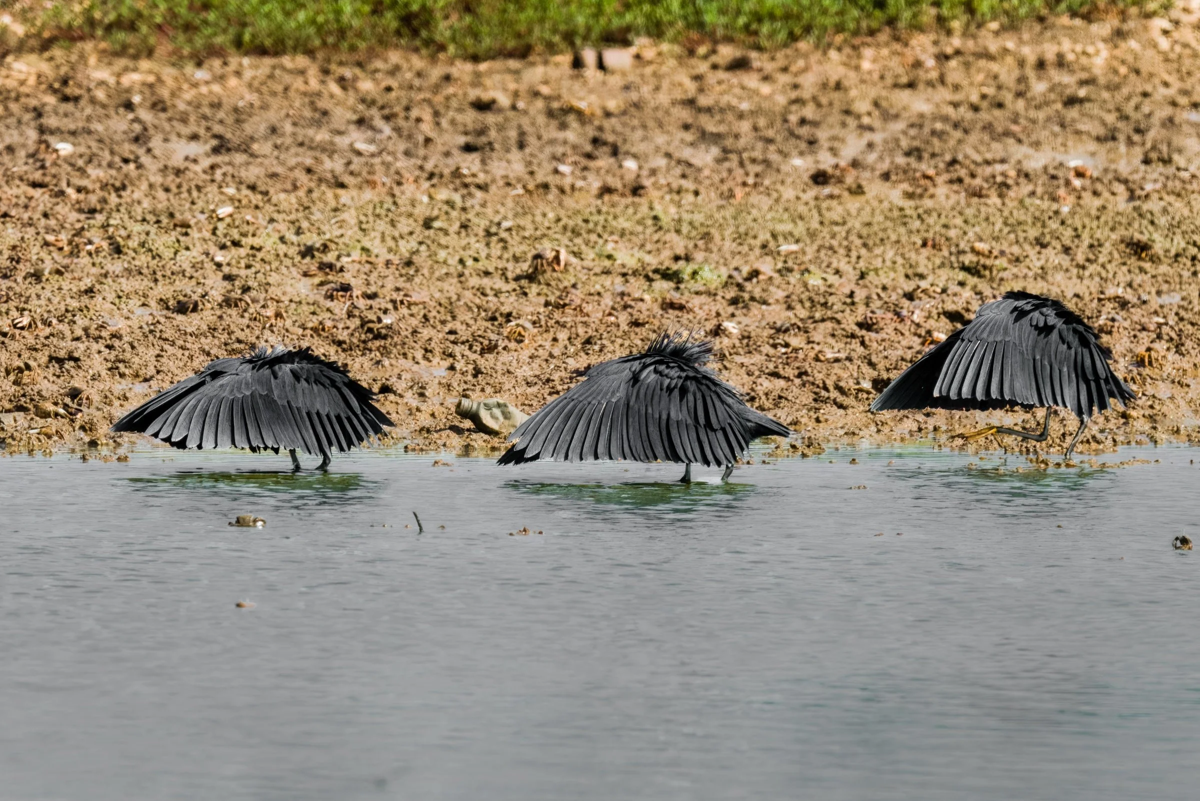 Black Heron "umbrella bird" Canopy Feeding