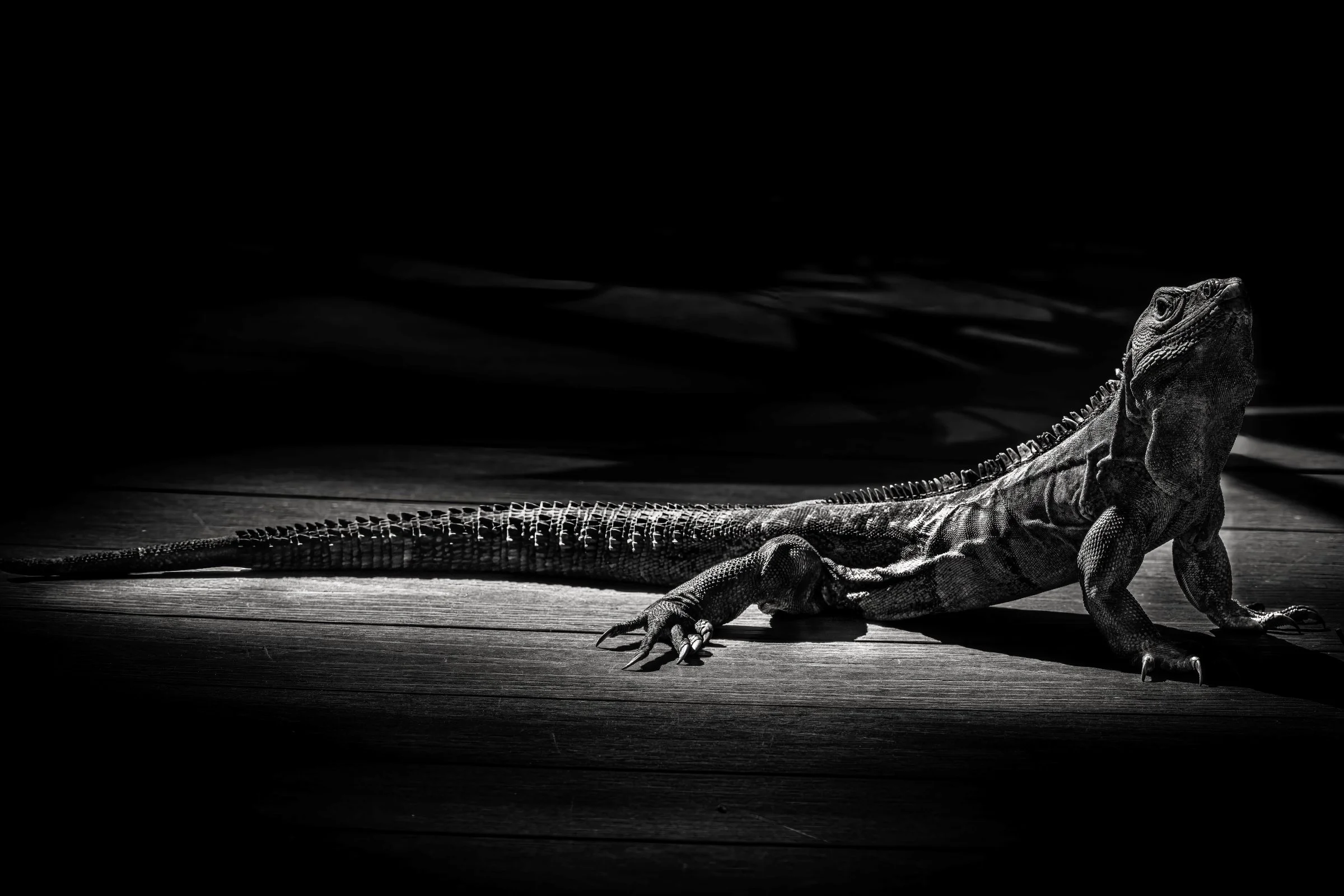 Green Iguana