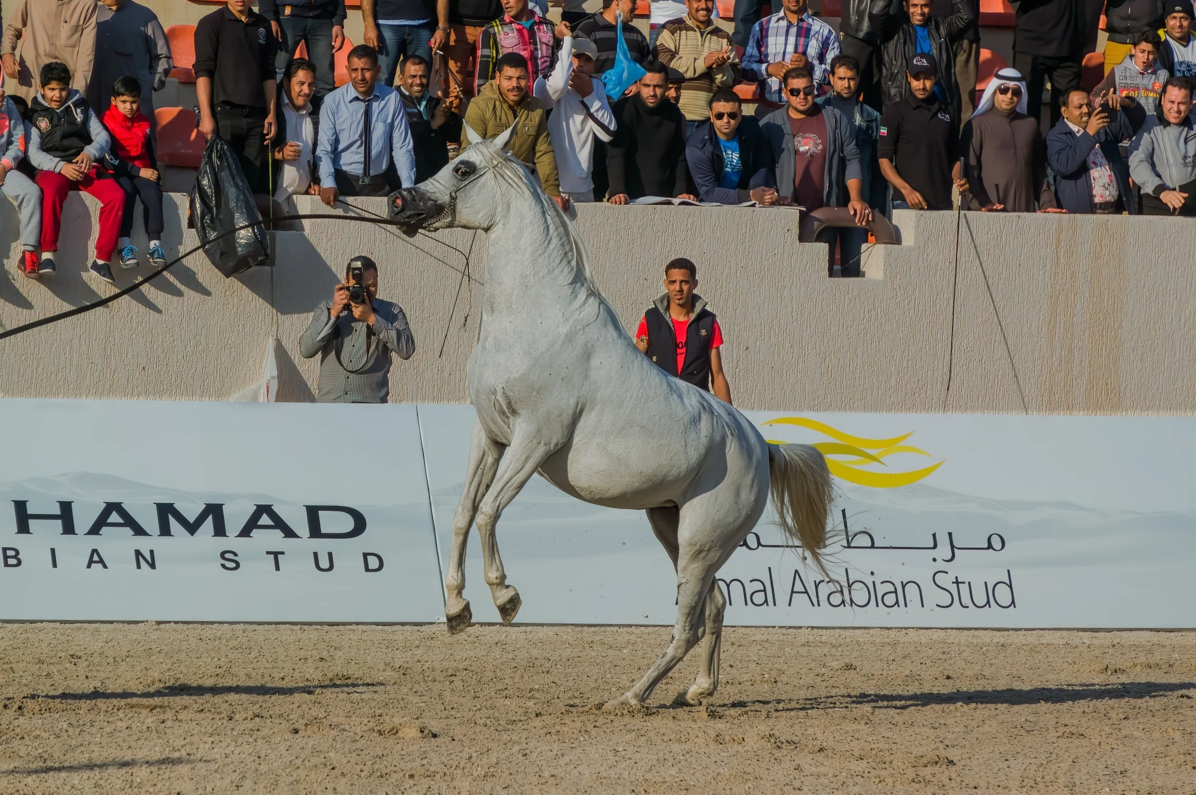 Arabian Horse Show 2014