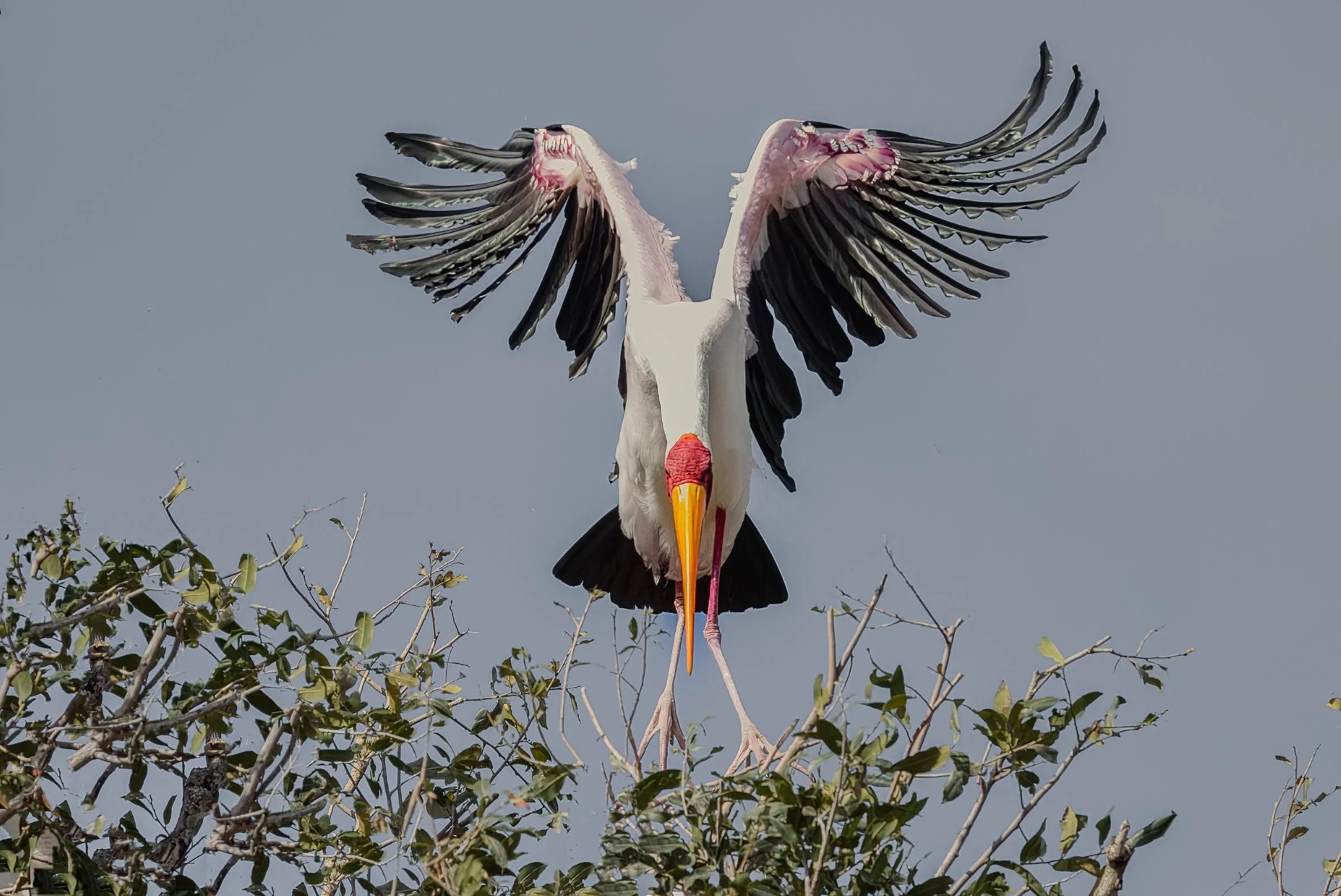_8109095-DeNoiseAI-raw-Edit.jpg