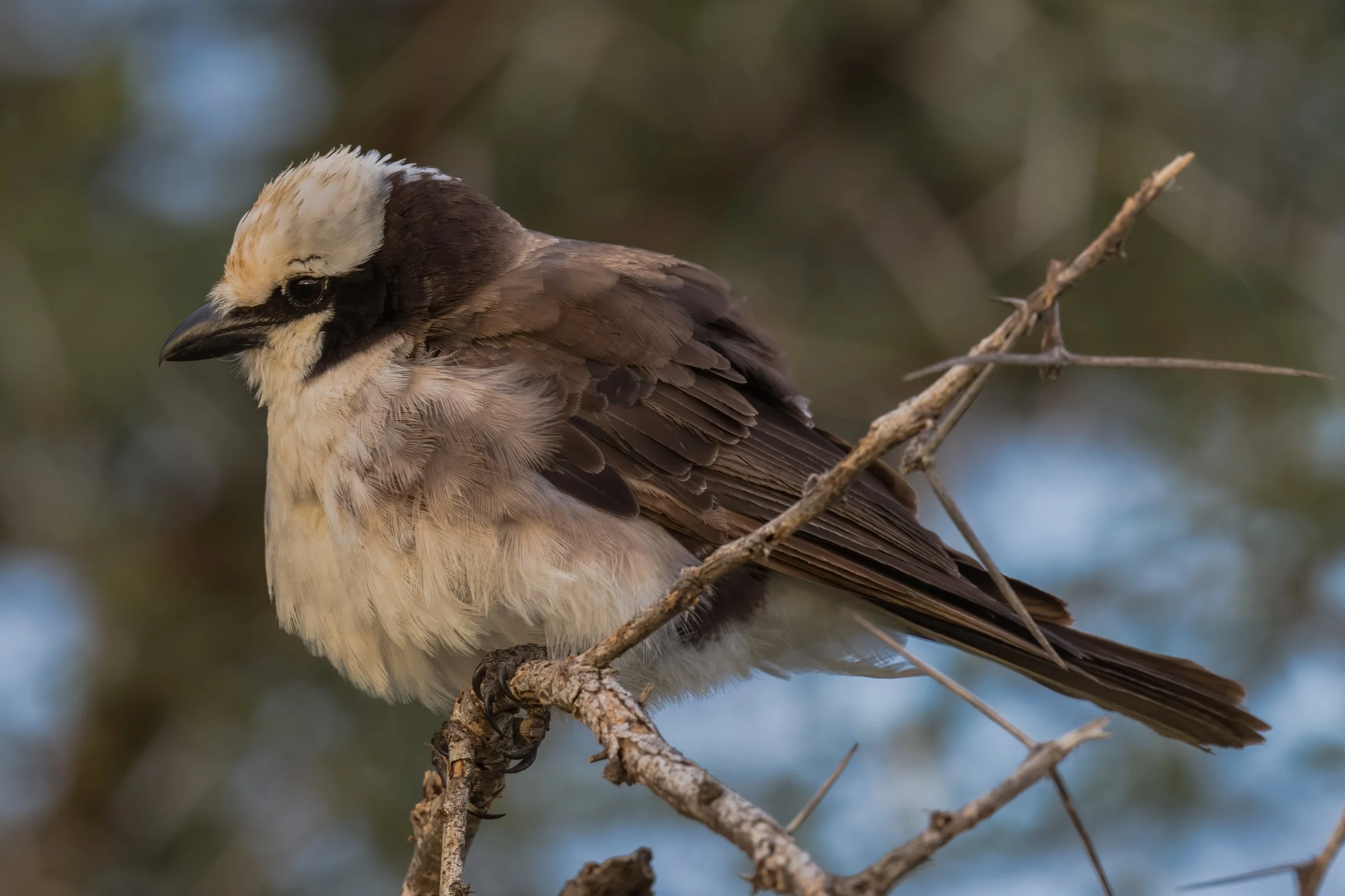 White-rumped Bushshrike