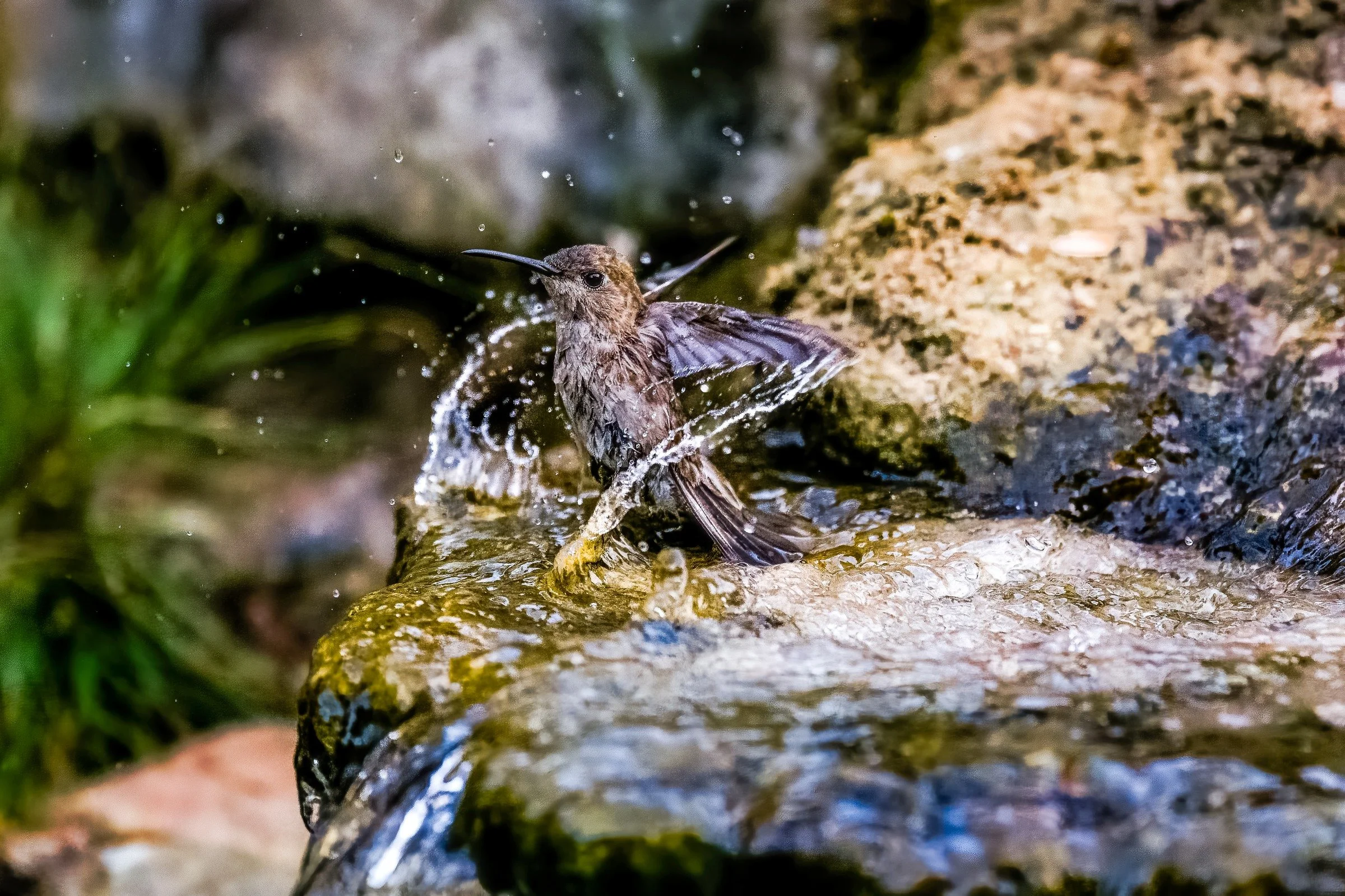 Purple-collared Woodstar - Ballerina