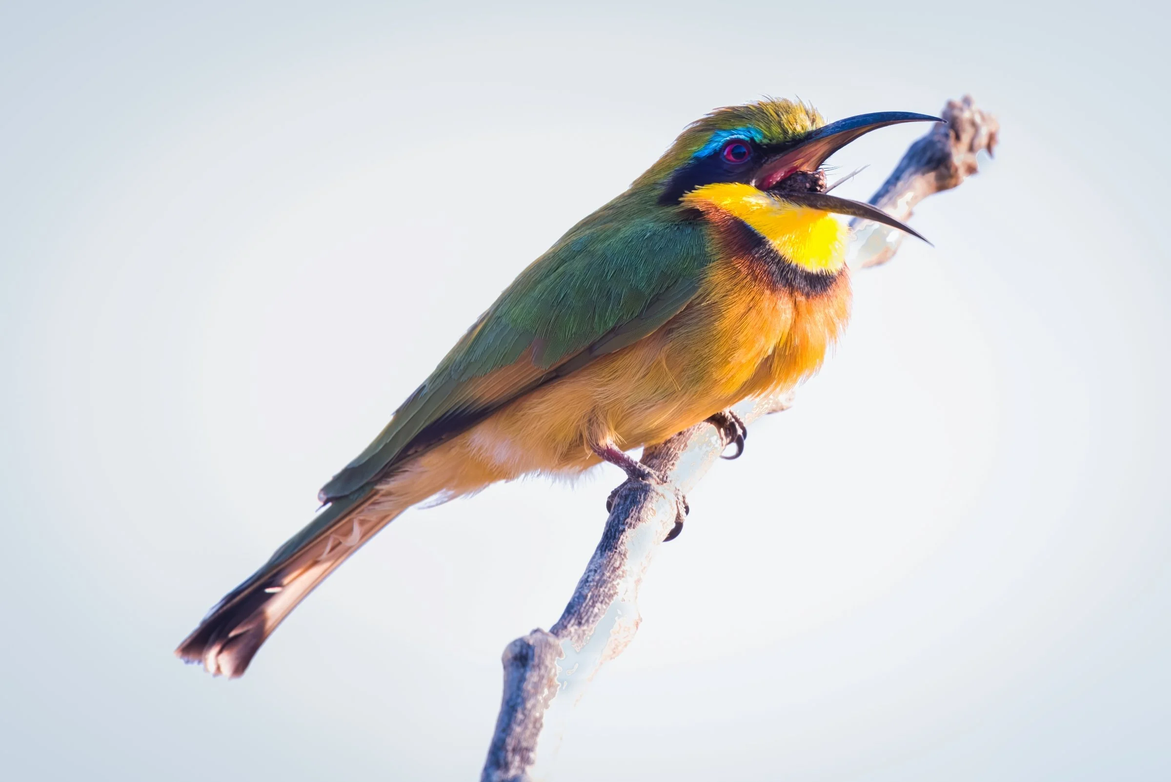 Little Bee-eater
