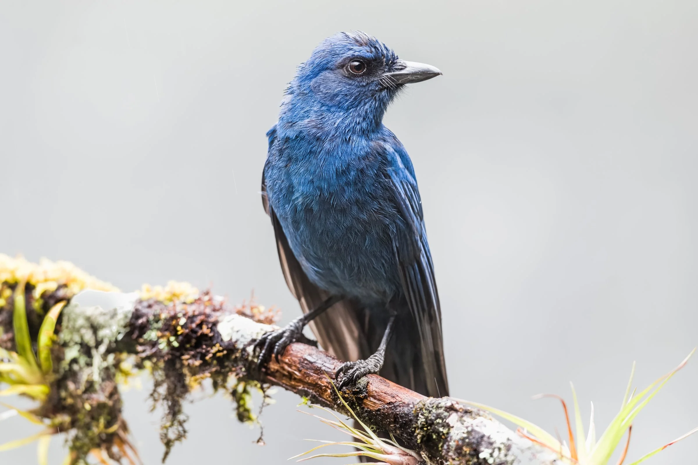 Stellar's Jay